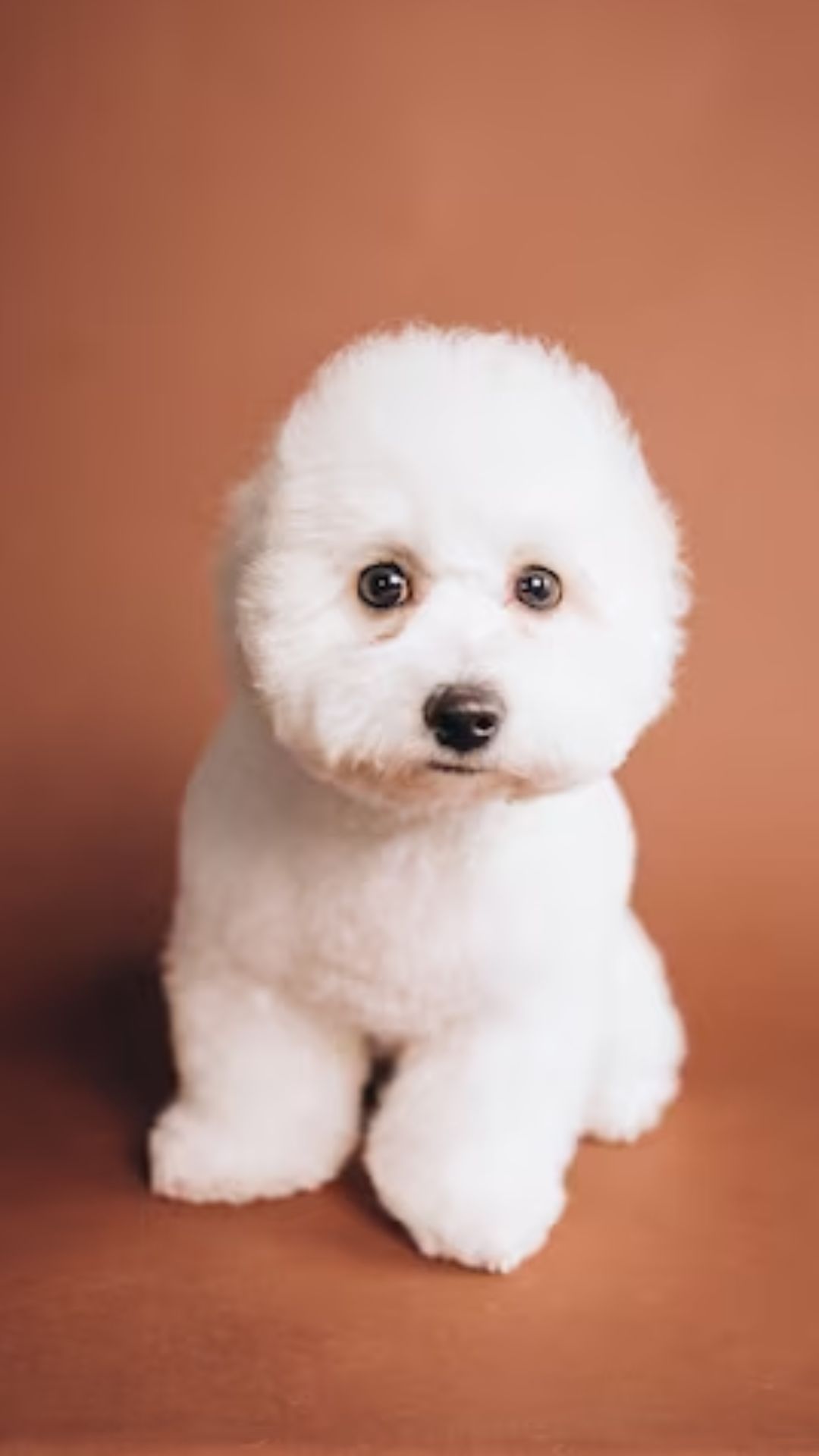 8. Bichon Frise: Cheerful and affectionate, this breed is a great choice for families with allergy sufferers.