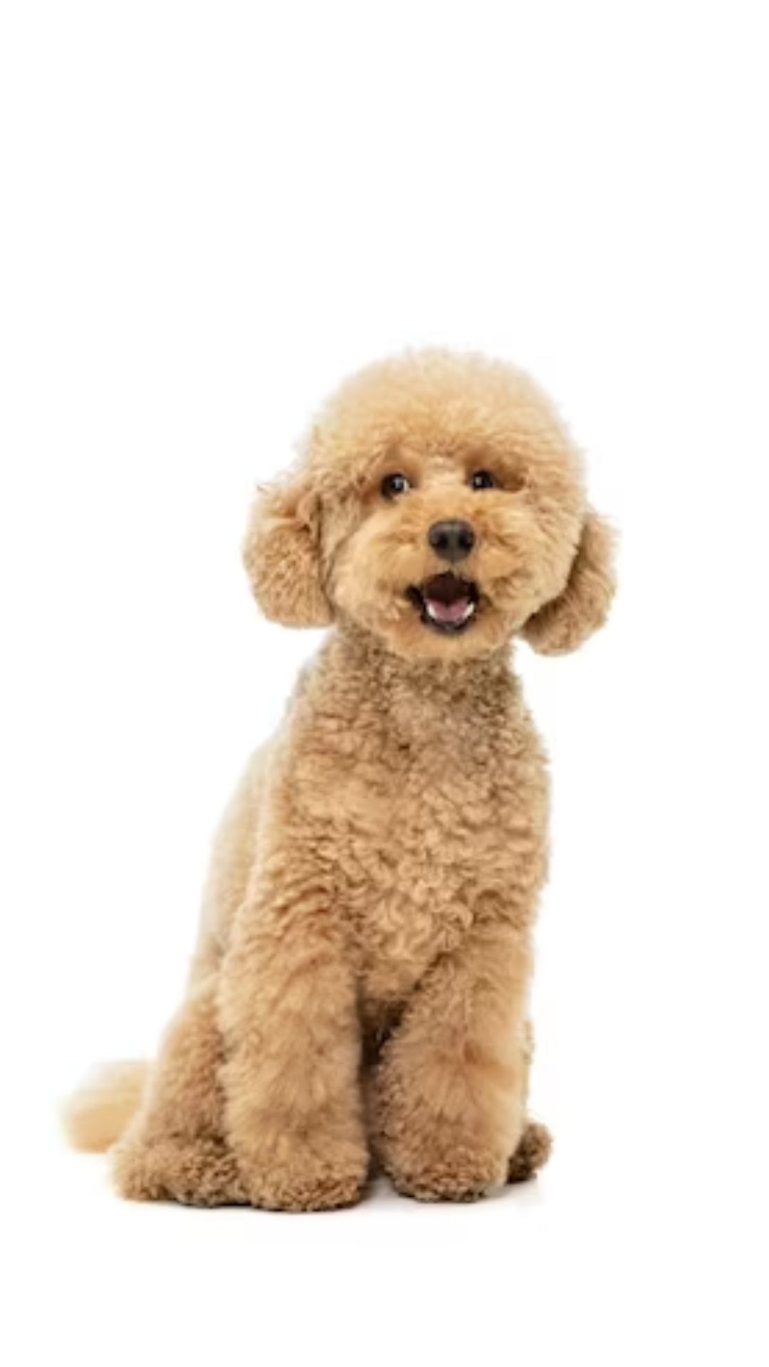 9. Poodle: Intelligent and friendly, this breed is highly trainable and great with kids.