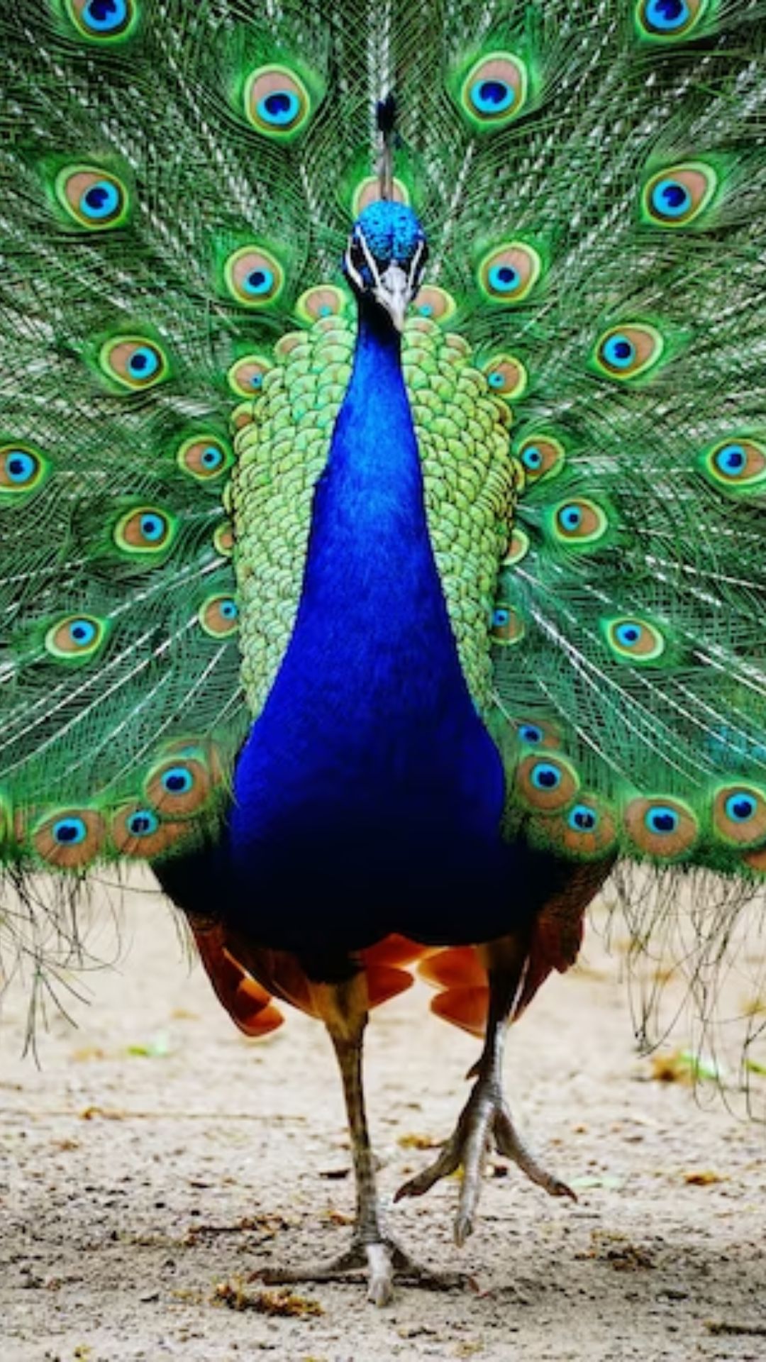 1. Indian Peafowl: Also known as the national bird of India, this magnificent bird is admired for its iridescent blue and green plumage. 