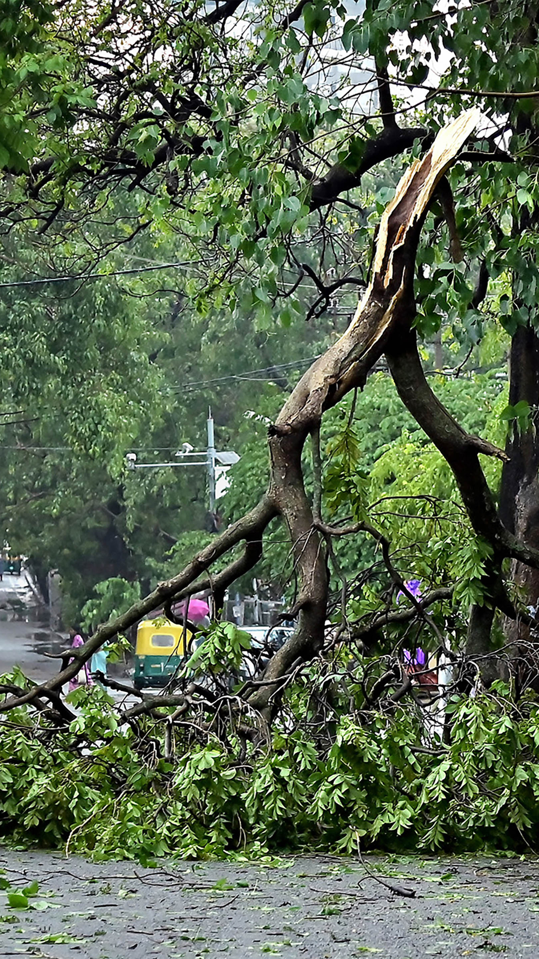 An uprooted tree following heavy rain in Bengaluru