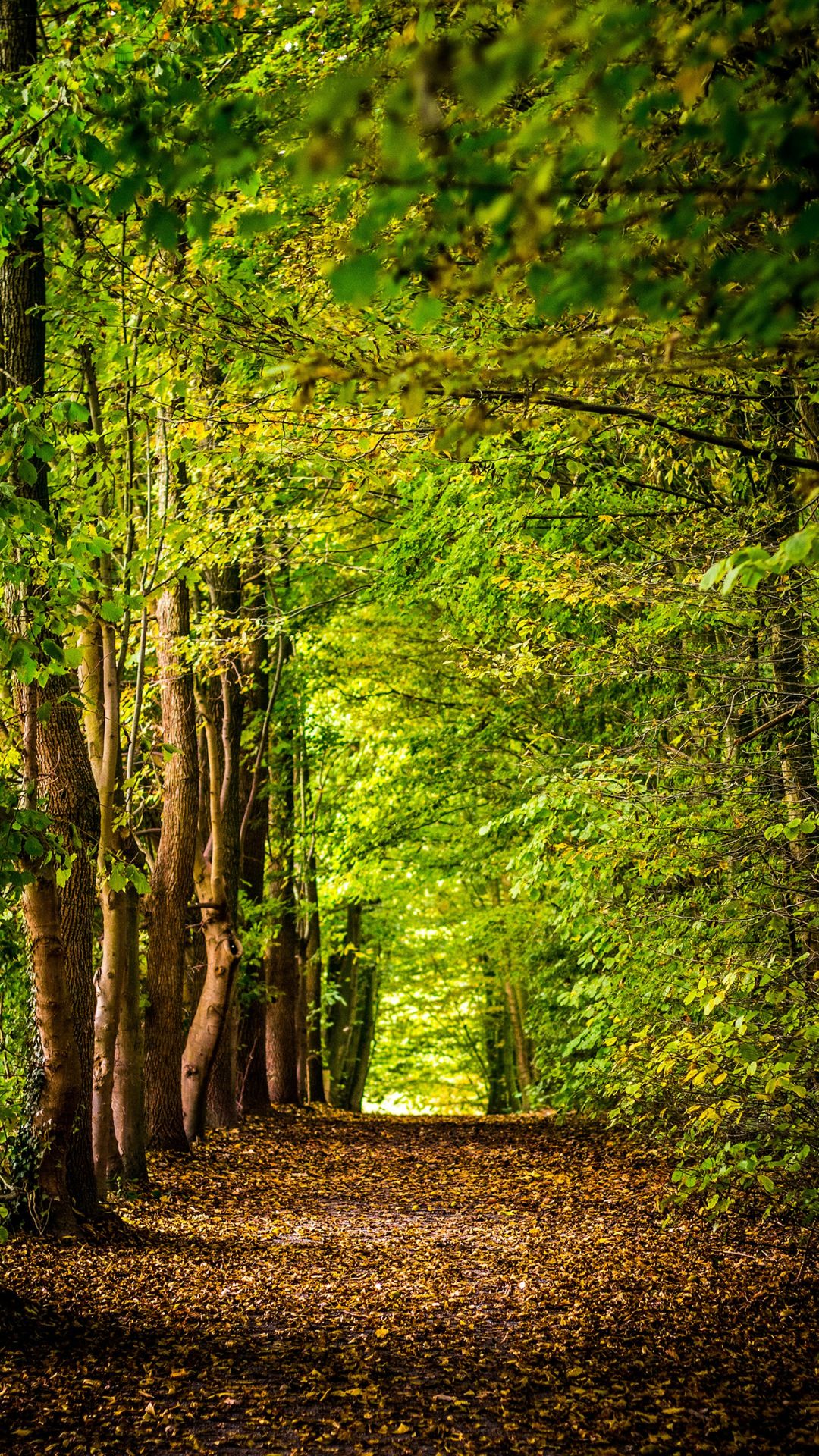 Top 10 Largest Forests In The World