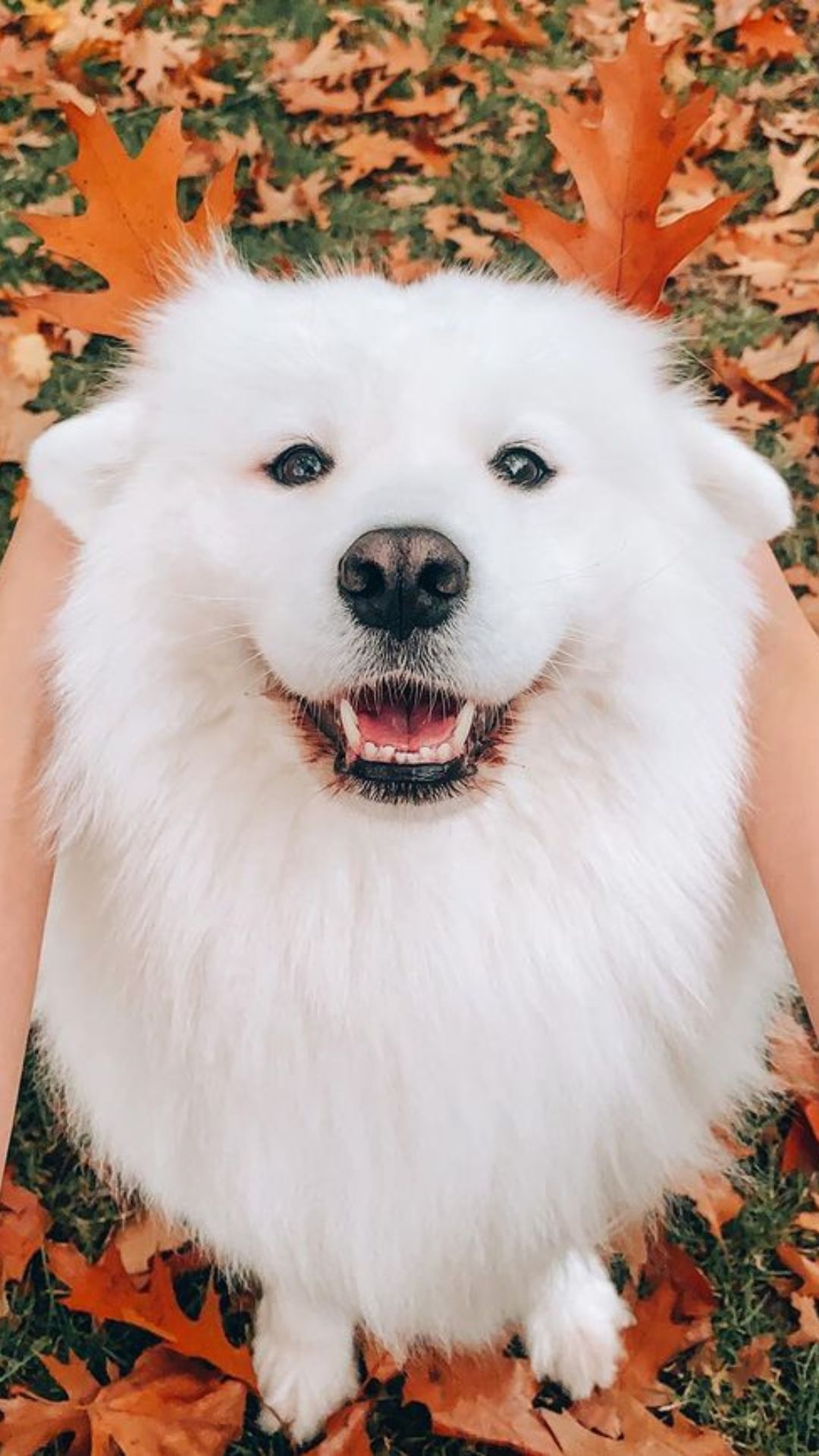 Samoyed dog price in hot sale rupees