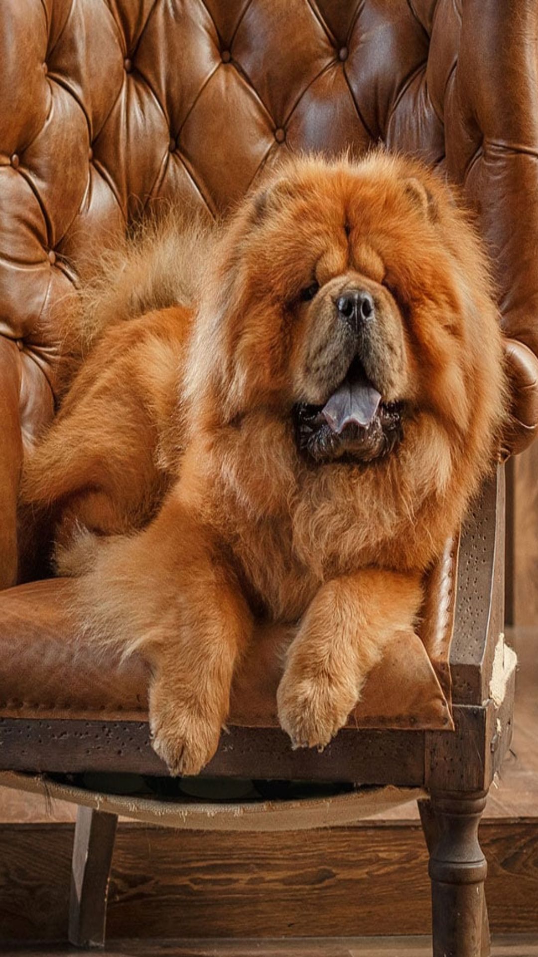 Chow chow dog hot sale price in rupees