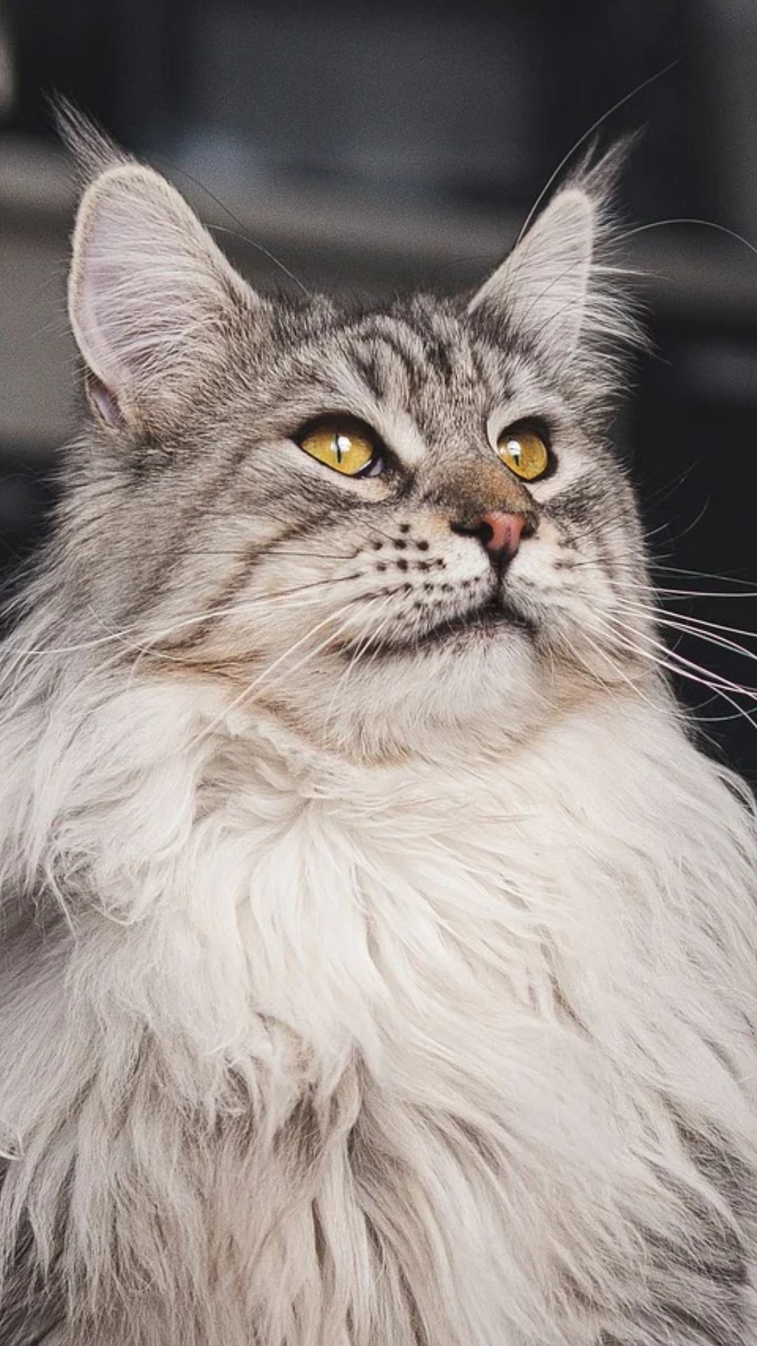 Top 10 Most Popular Cat Breeds to Adopt As Pets