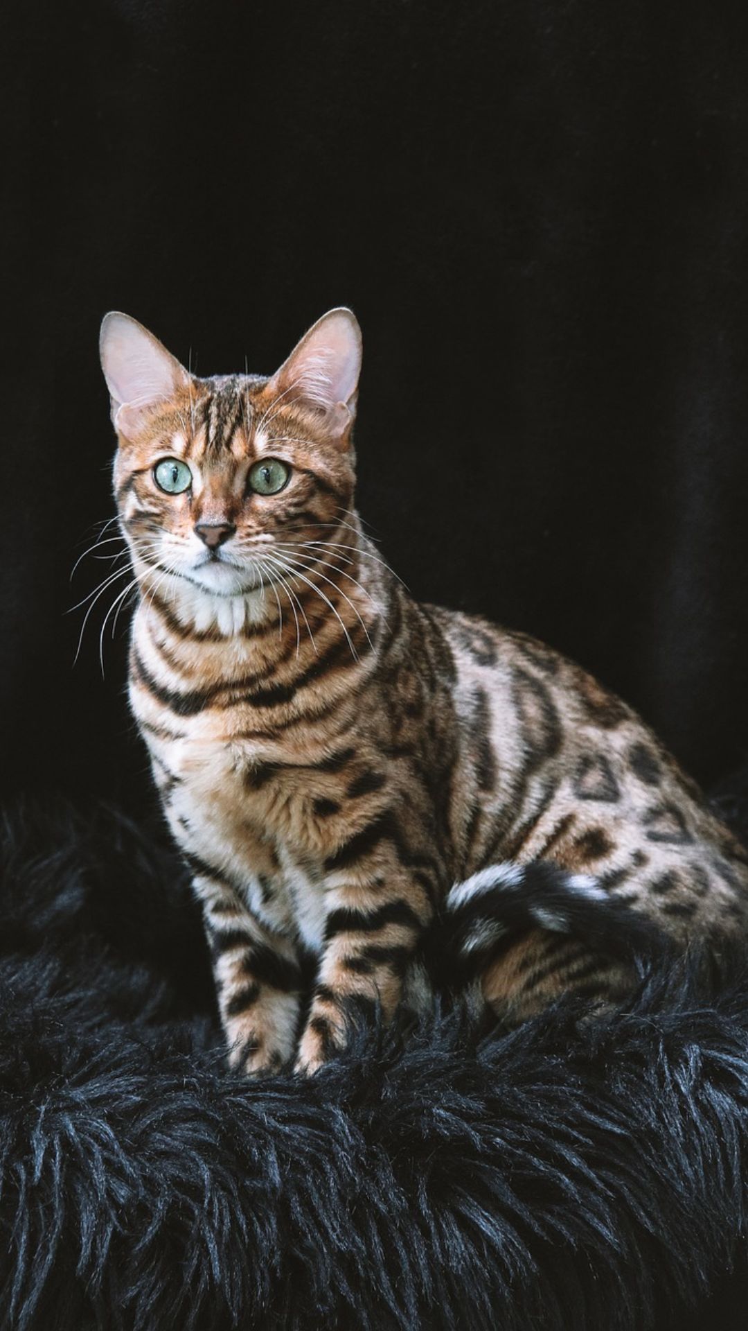 Top Cat Breeds - Bengal Cat, Savannah, Ragddoll + 7 More! – OutdoorBengal