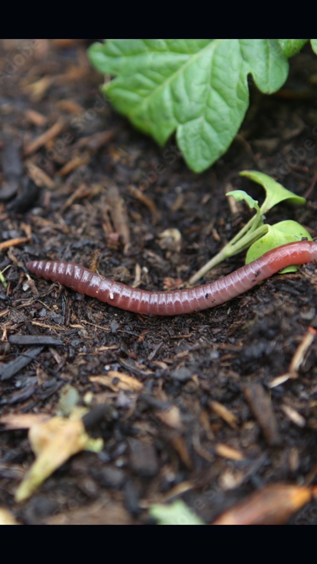 Interesting Fact Behind Why Earthworms Have 5 Pairs Of Heart