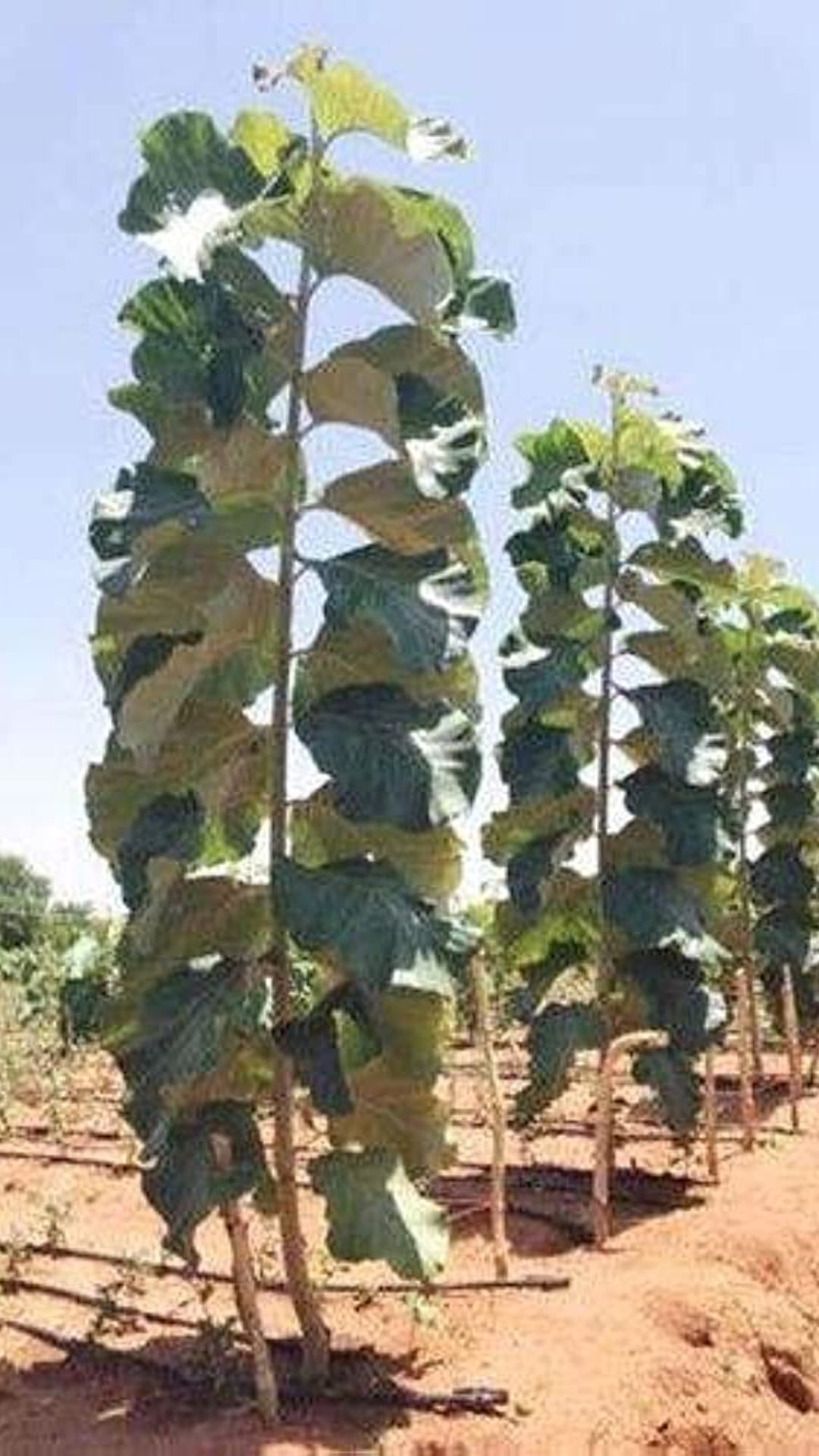 What Is The Most Expensive Tree In India? Sandal Design