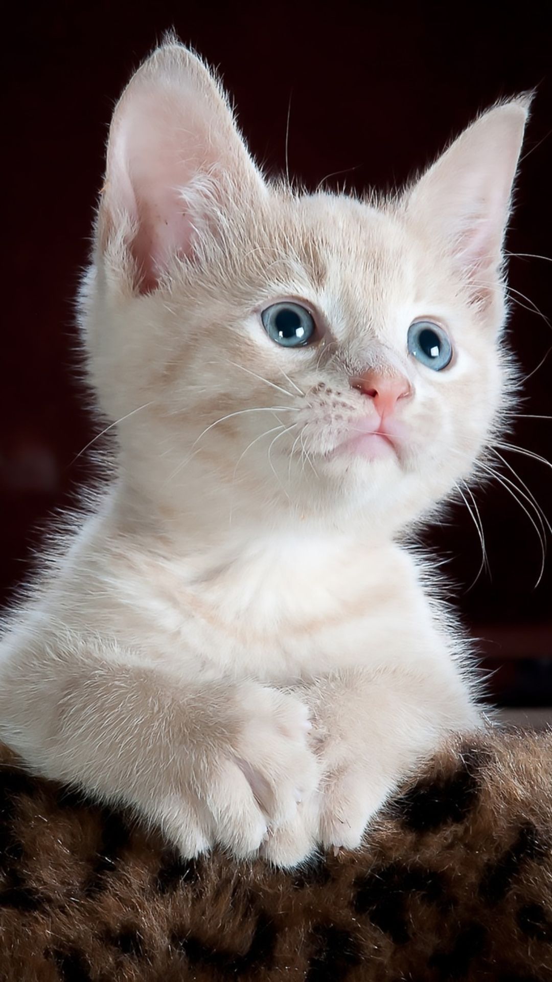 World's most popular cat breeds