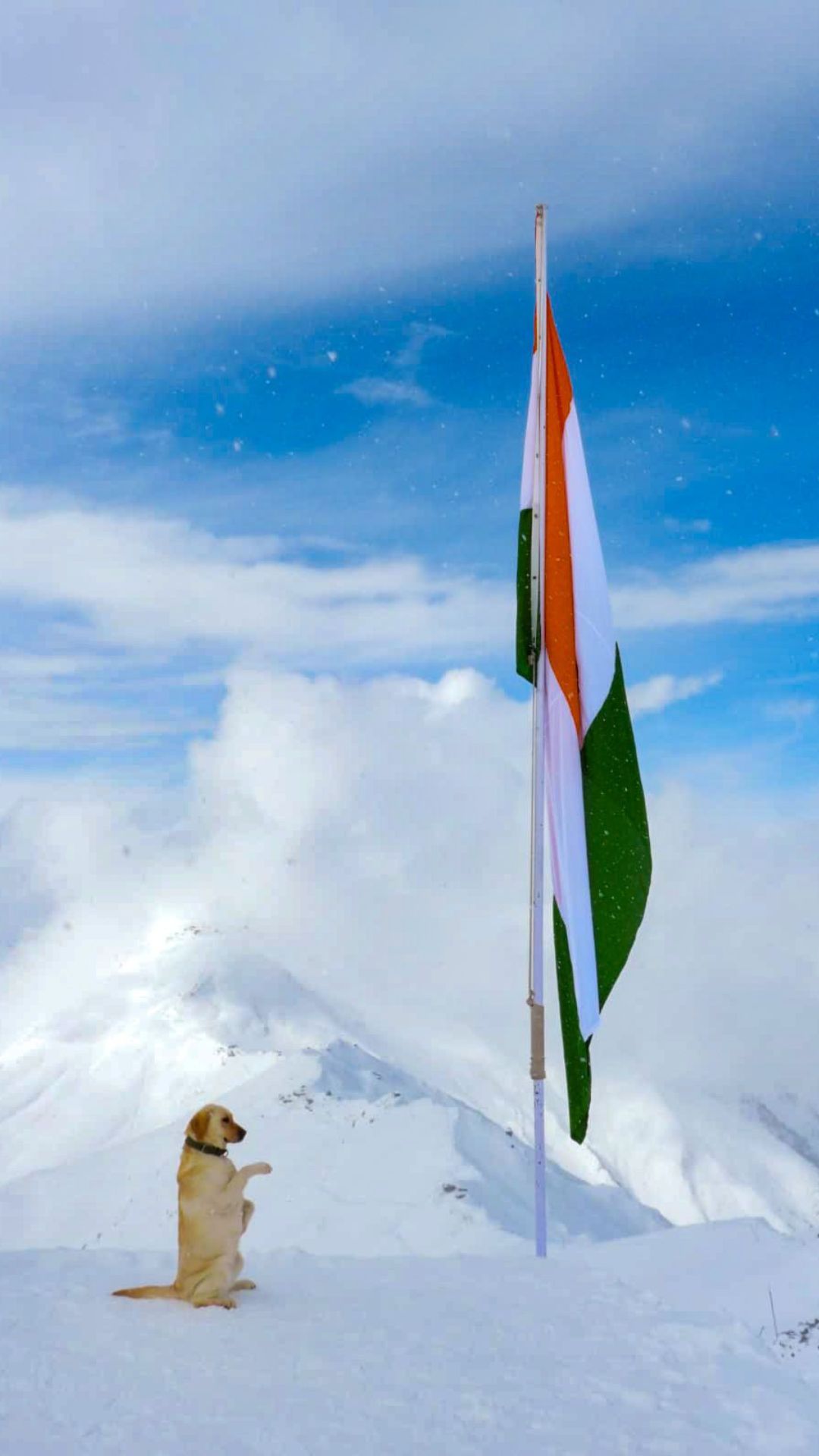Indian Army's dog salutes flag amidst heavy snow at LoC 