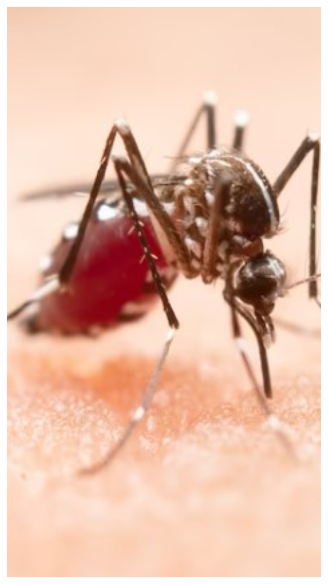 High fever to bleeding gums: 10 early symptoms of dengue fever 
