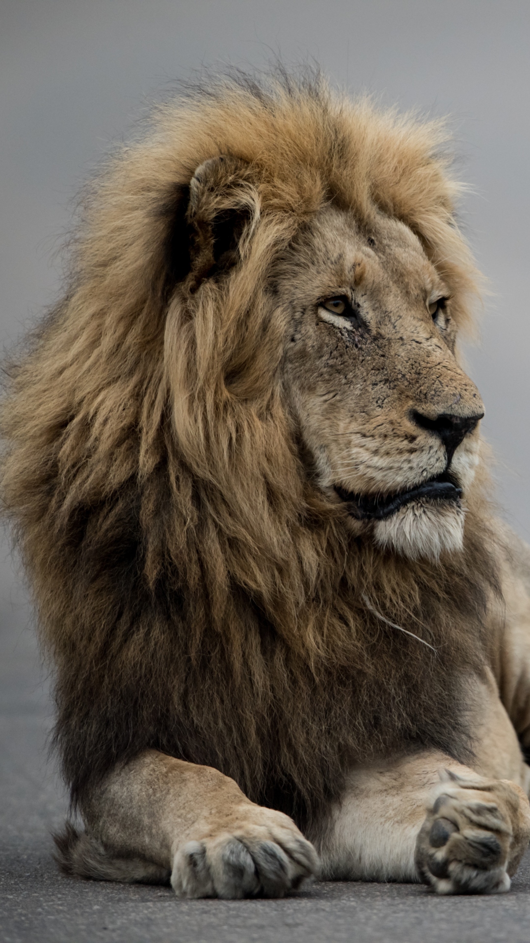 World Lion Day 2023: 7 types of lion from across the world