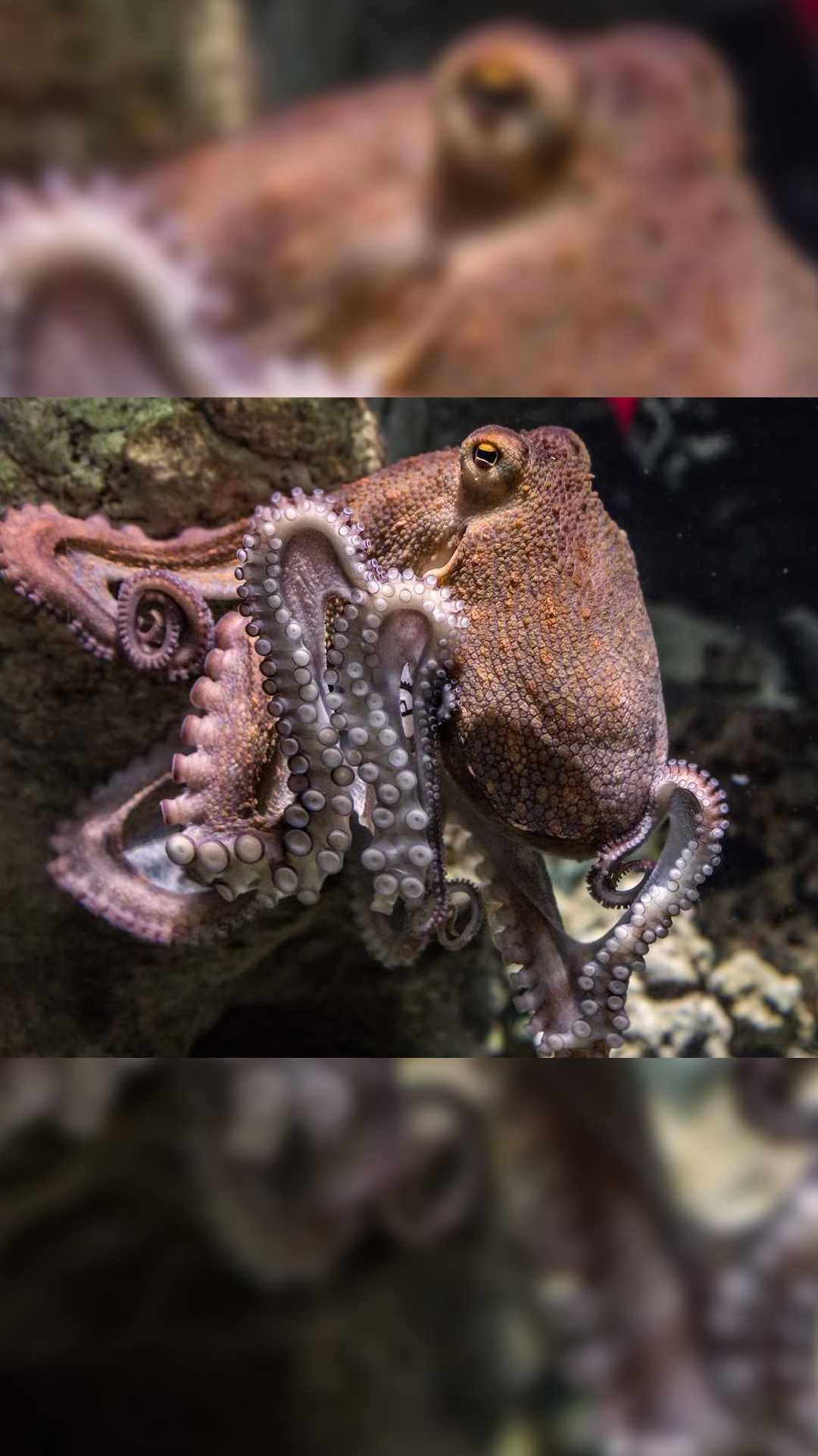Octopus contains three hearts, one systemic heart, and two branchial hearts