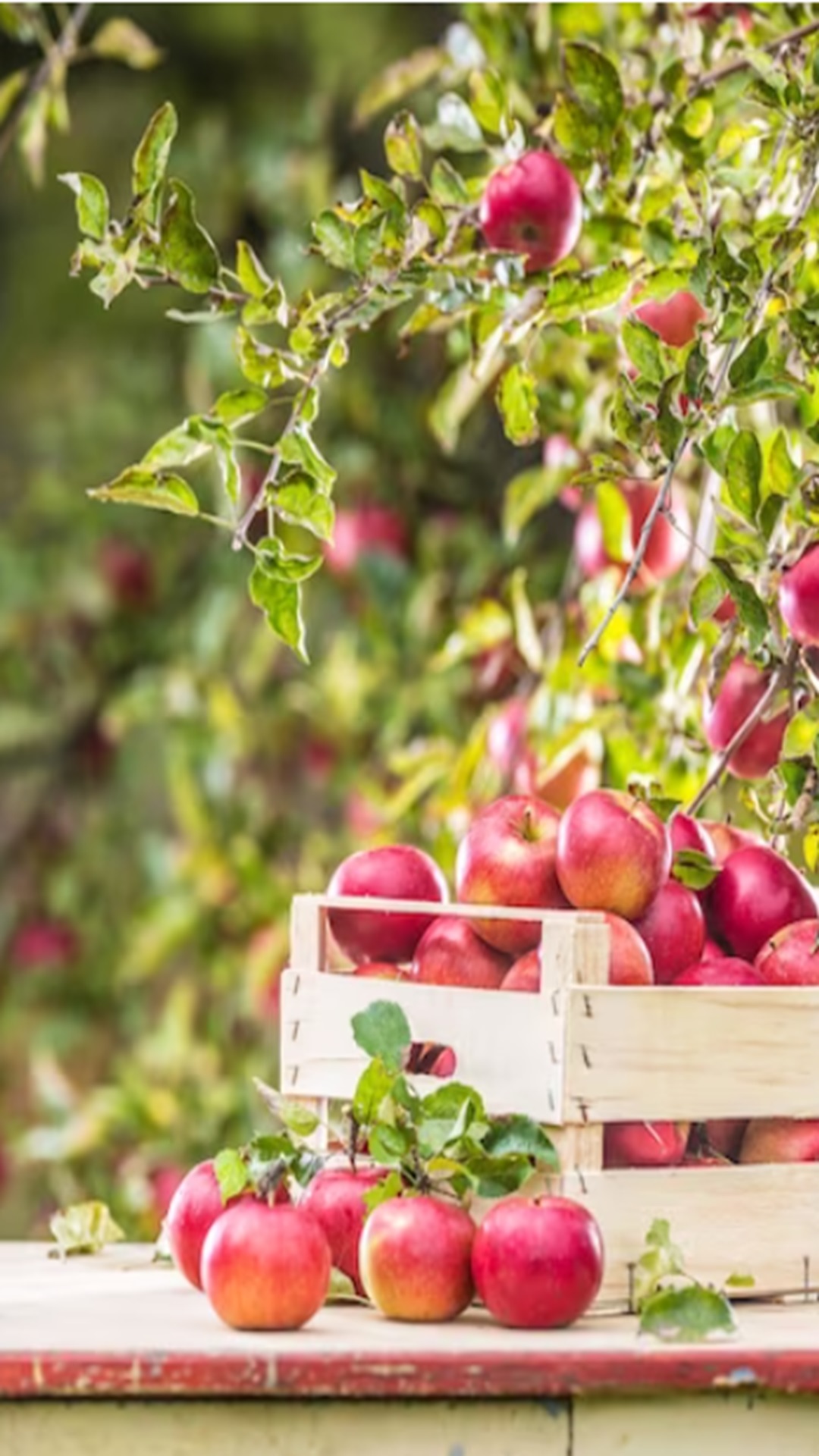 5 best places to visit apple orchard in Himachal Pradesh 