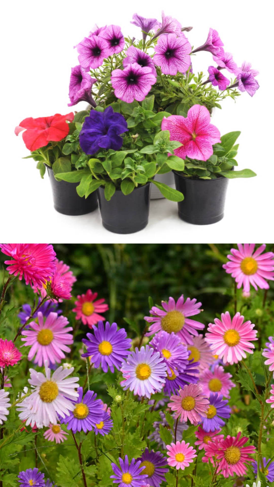 Petunia to Aster: Flowers you want to fill your garden during winter season