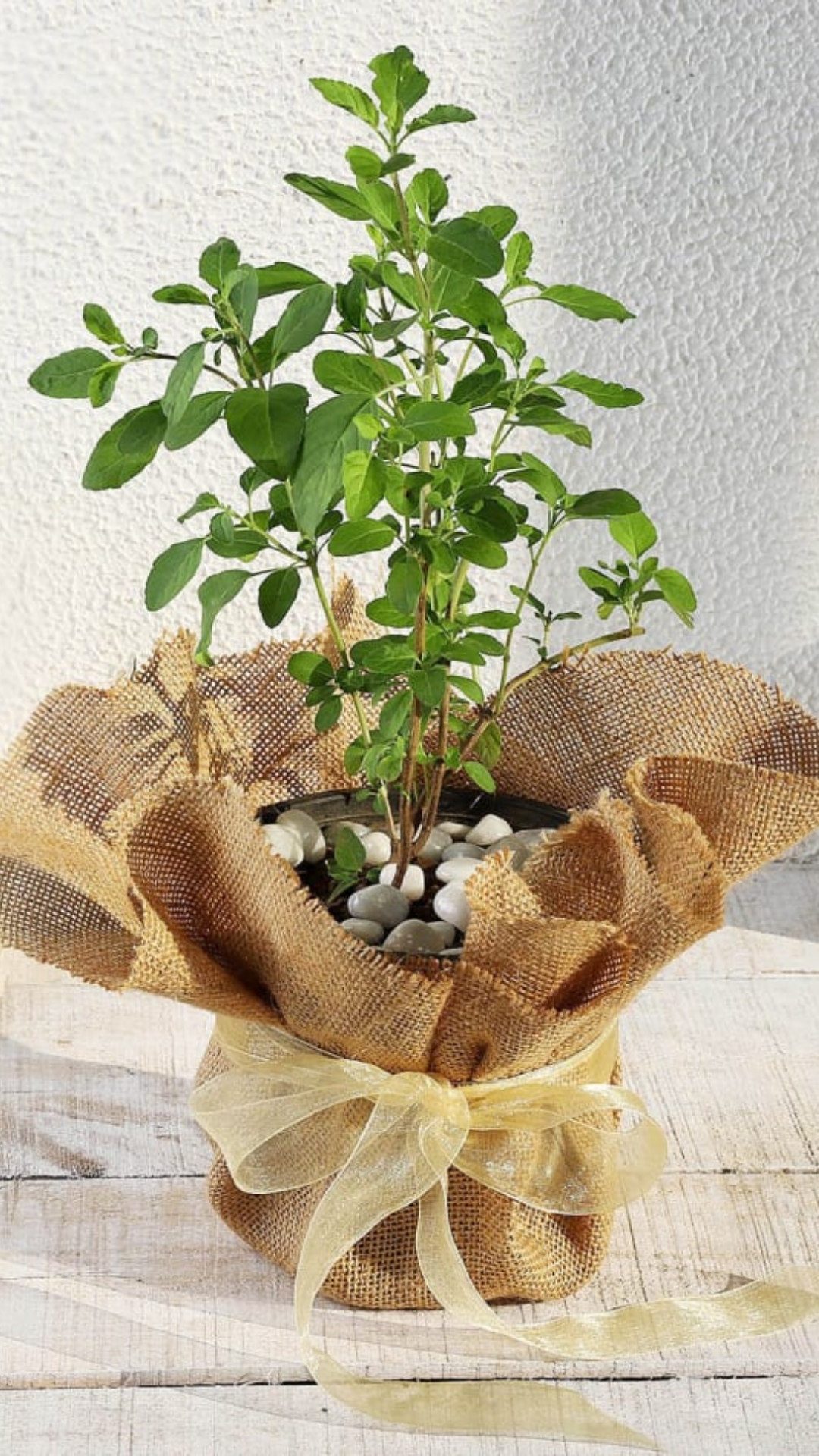 5 easy tips to keep your Tulsi plant healthy