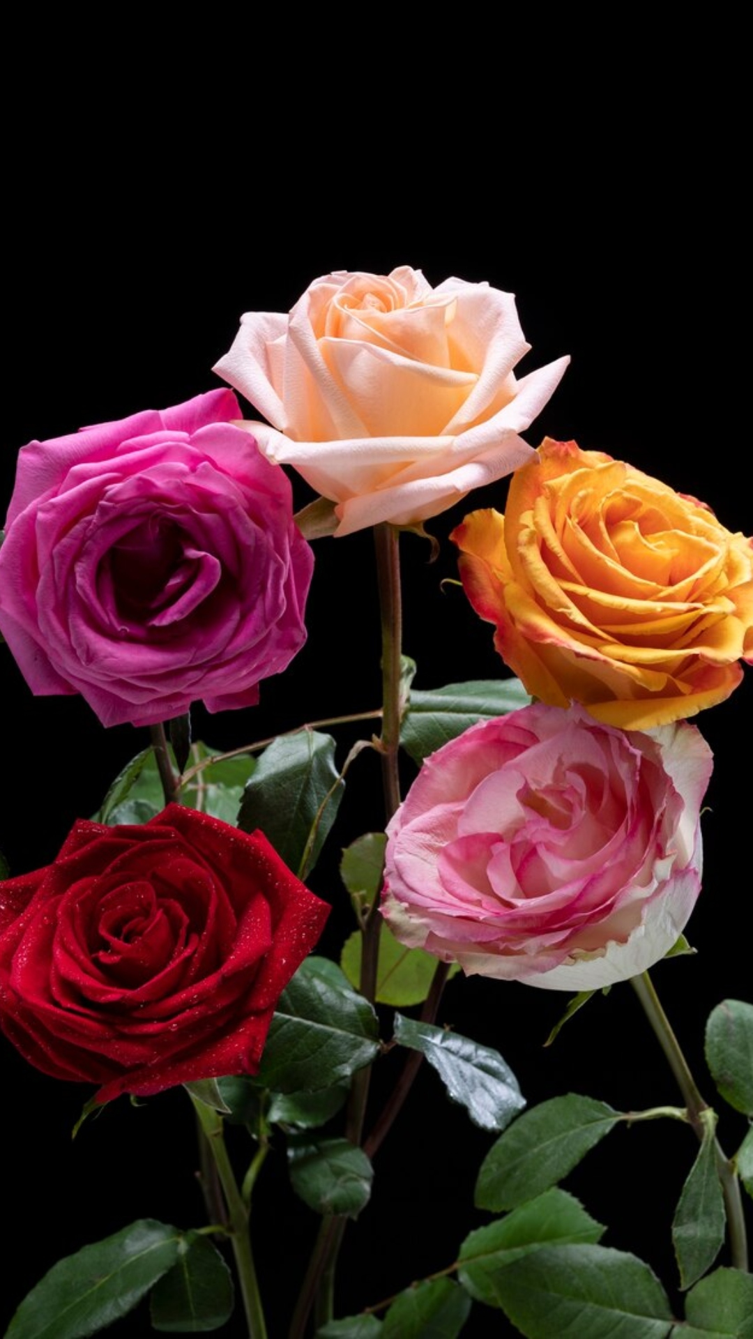 Rose Day 2024: Different colours of roses and their meanings
