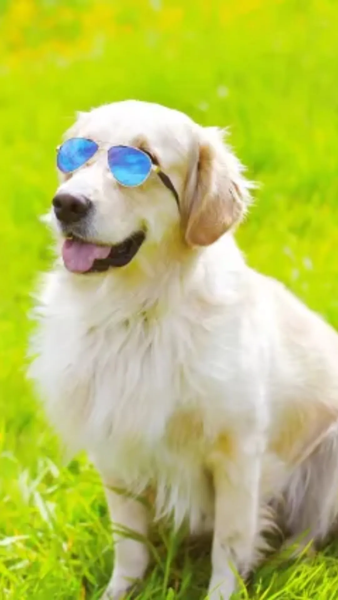 5 essential tips to keep your pet healthy this summer