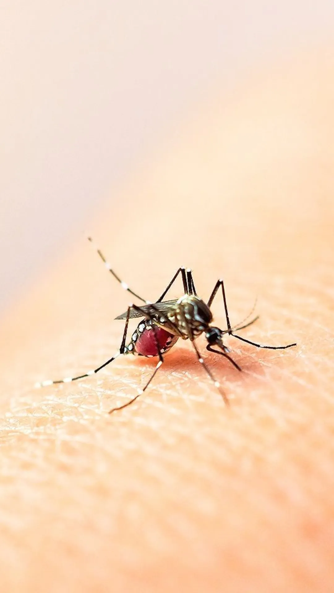 5 common symptoms of dengue to watch out for