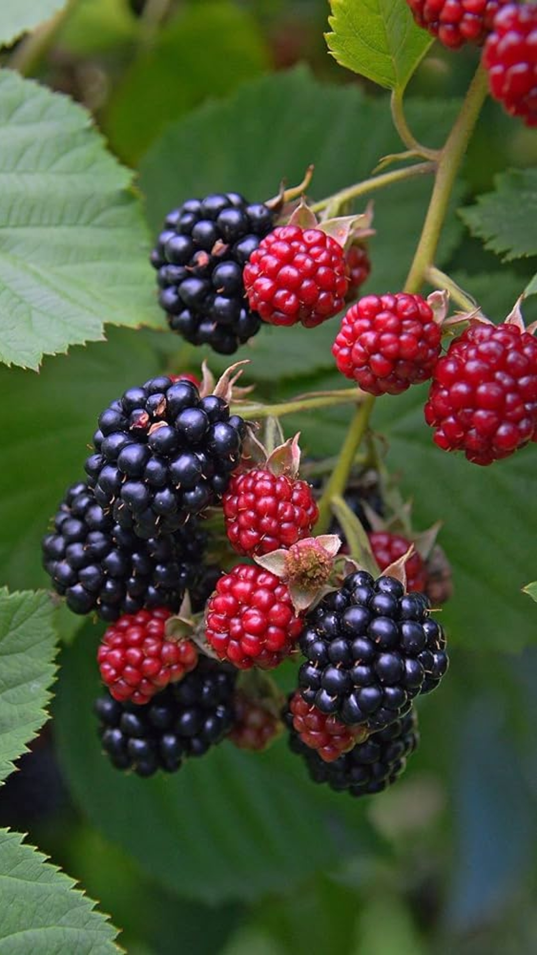 Top 5 benefits of eating Mulberry in summer