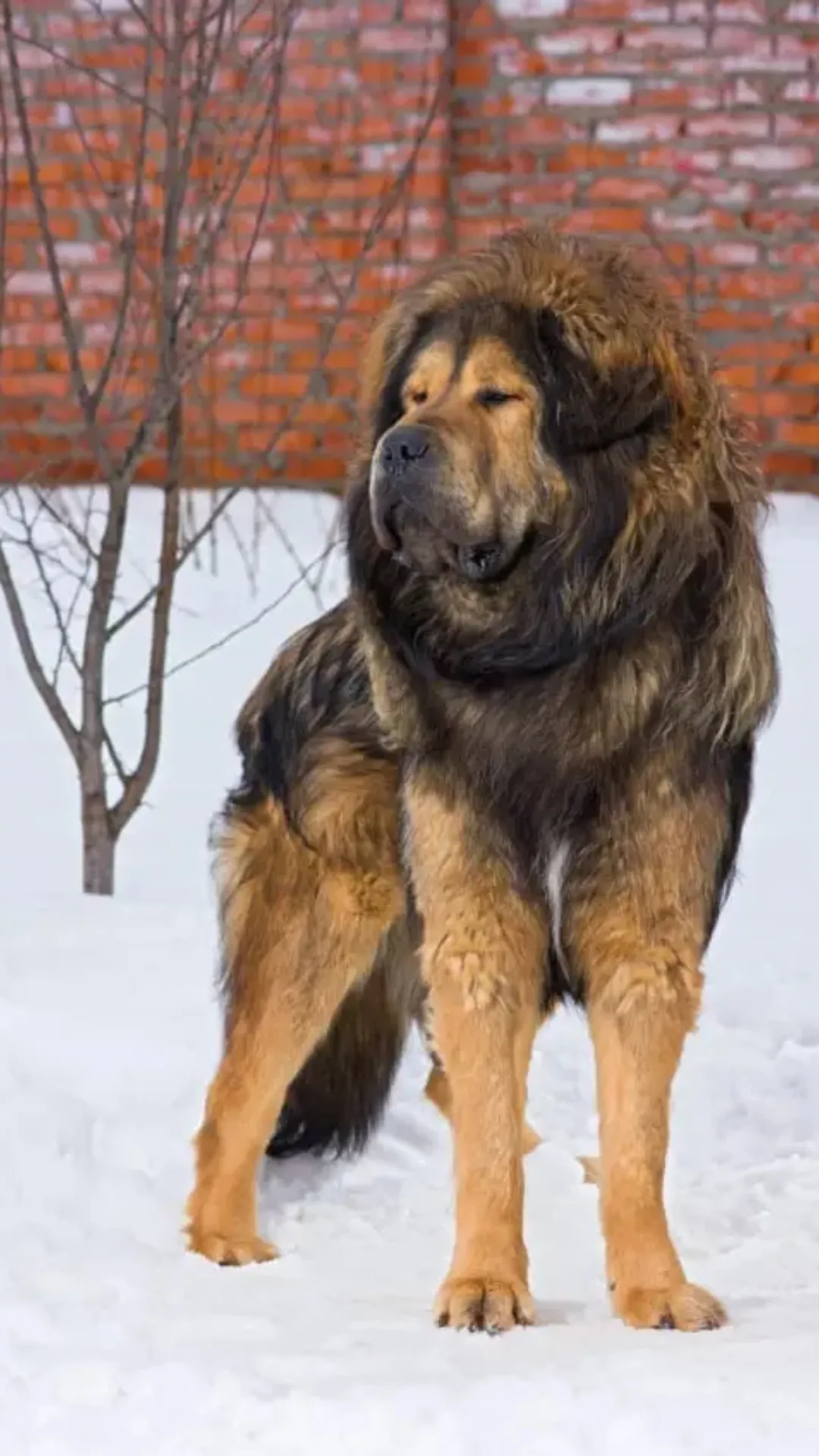 Tibetan Mastiff: Known for its massive size and thick fur, the Tibetan Mastiff is one of the most expensive breeds in India. Prices can range from ₹2 lakhs to ₹5 lakhs or more.