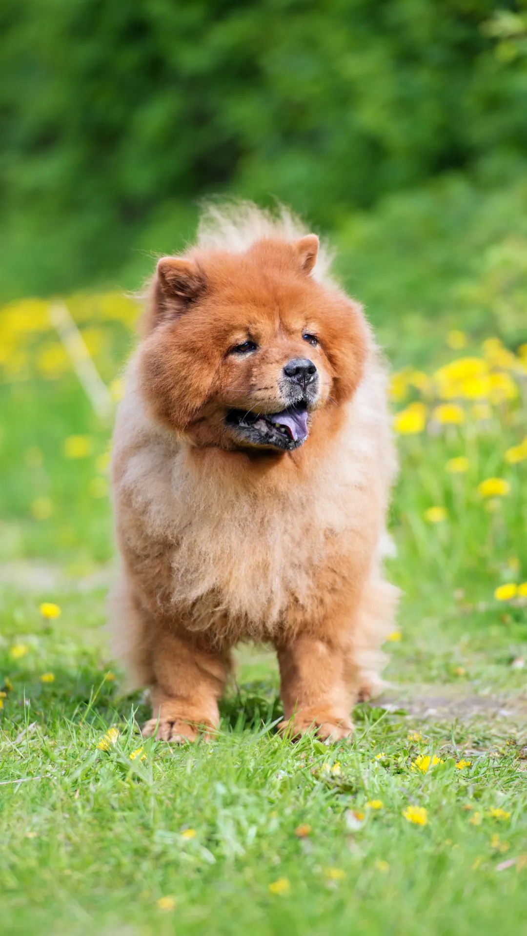 Chow Chow: Recognized by its lion-like mane and blue-black tongue, the Chow Chow can cost between ₹1 lakh to ₹2.5 lakhs.