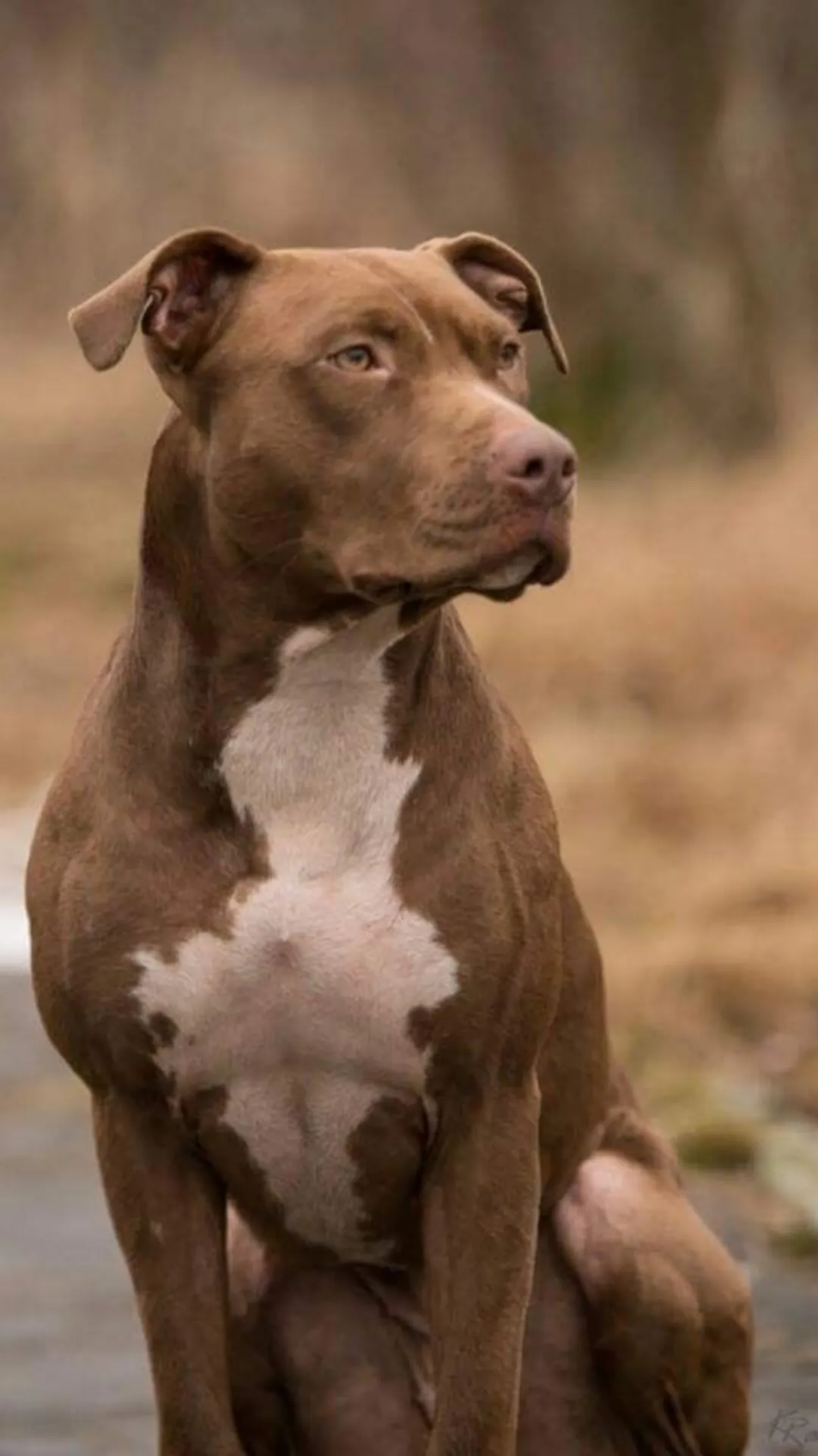 The Red Nose Pit Bull Terrier is a regal, intelligent, and loyal breed. Rare in India, their price can range from ₹1 lakh to ₹3 lakh.