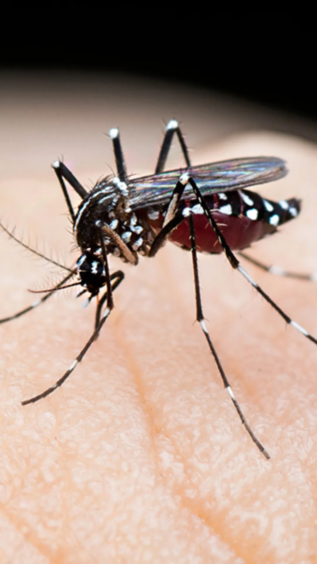 5 essential precautions to be taken for Dengue season