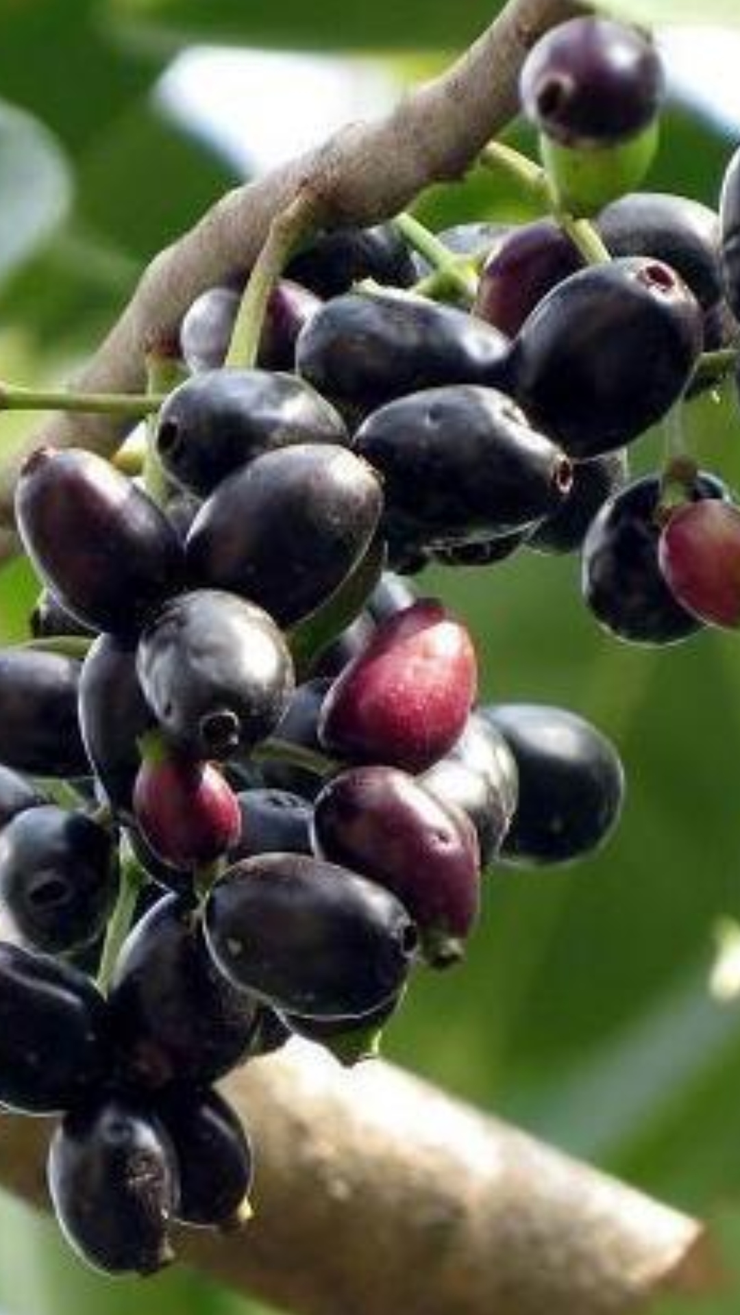 5 health benefits of eating Jamun during monsoon