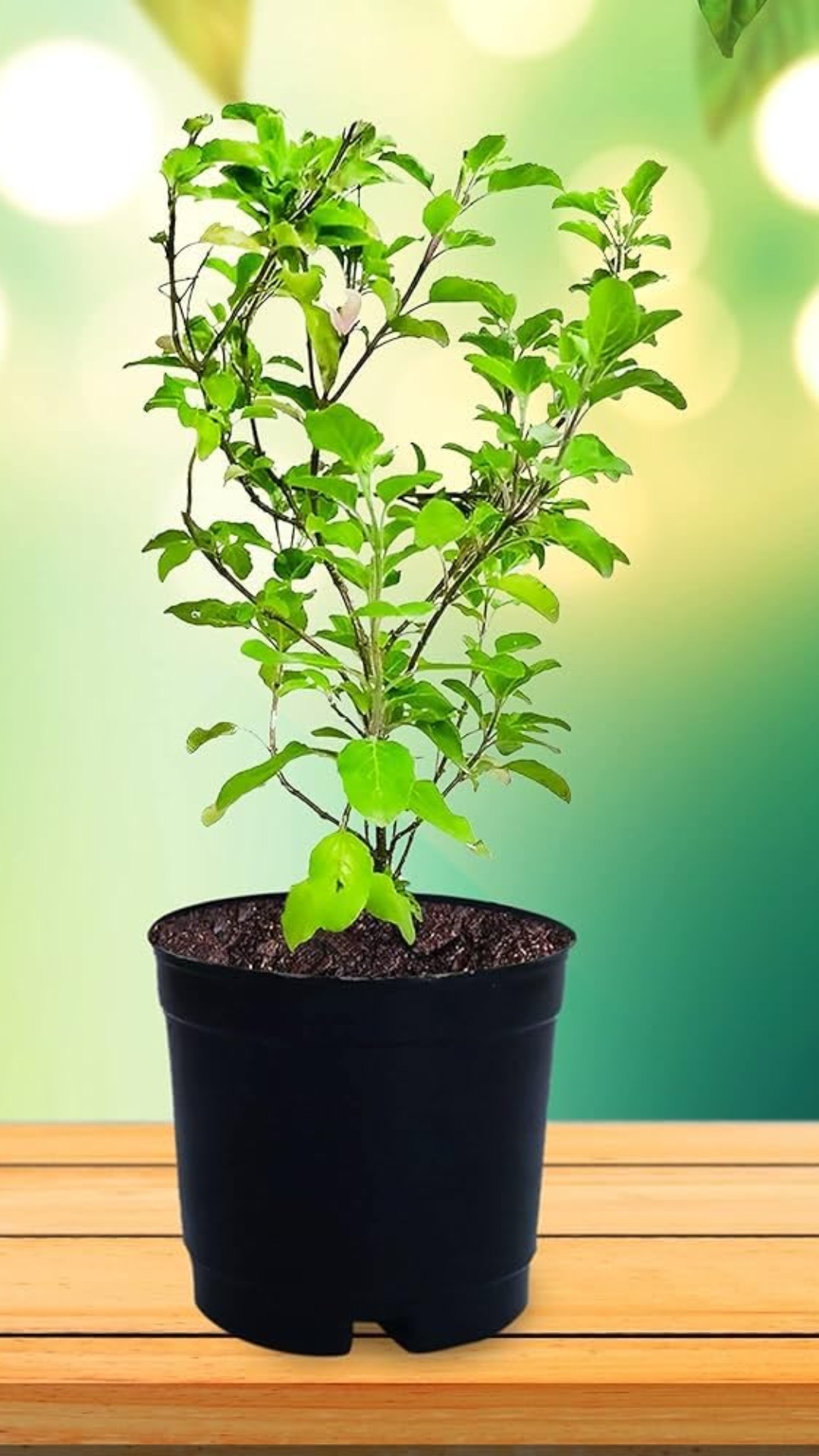  5 tips to keep Tulsi plant safe in monsoon