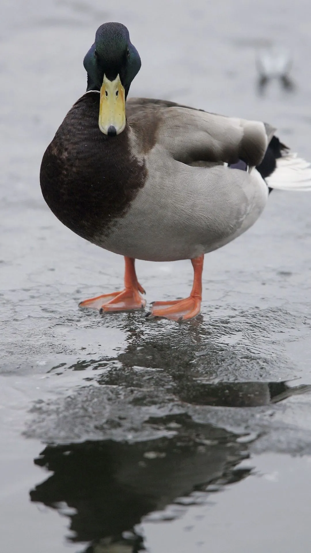 Indian players with the most ducks in Tests, ODIs and T20Is