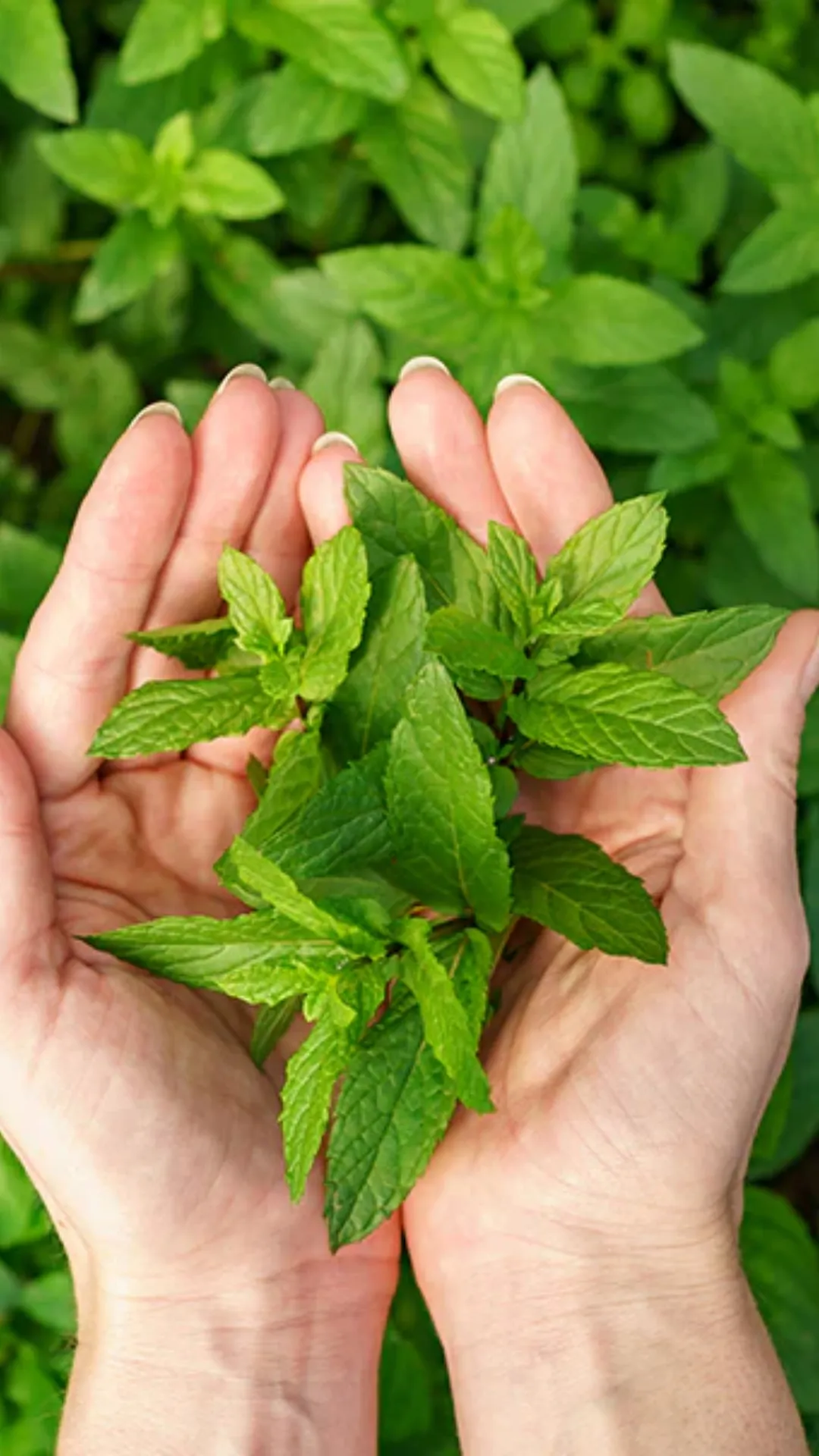 5 health benefits of chewing Tulsi leaves daily