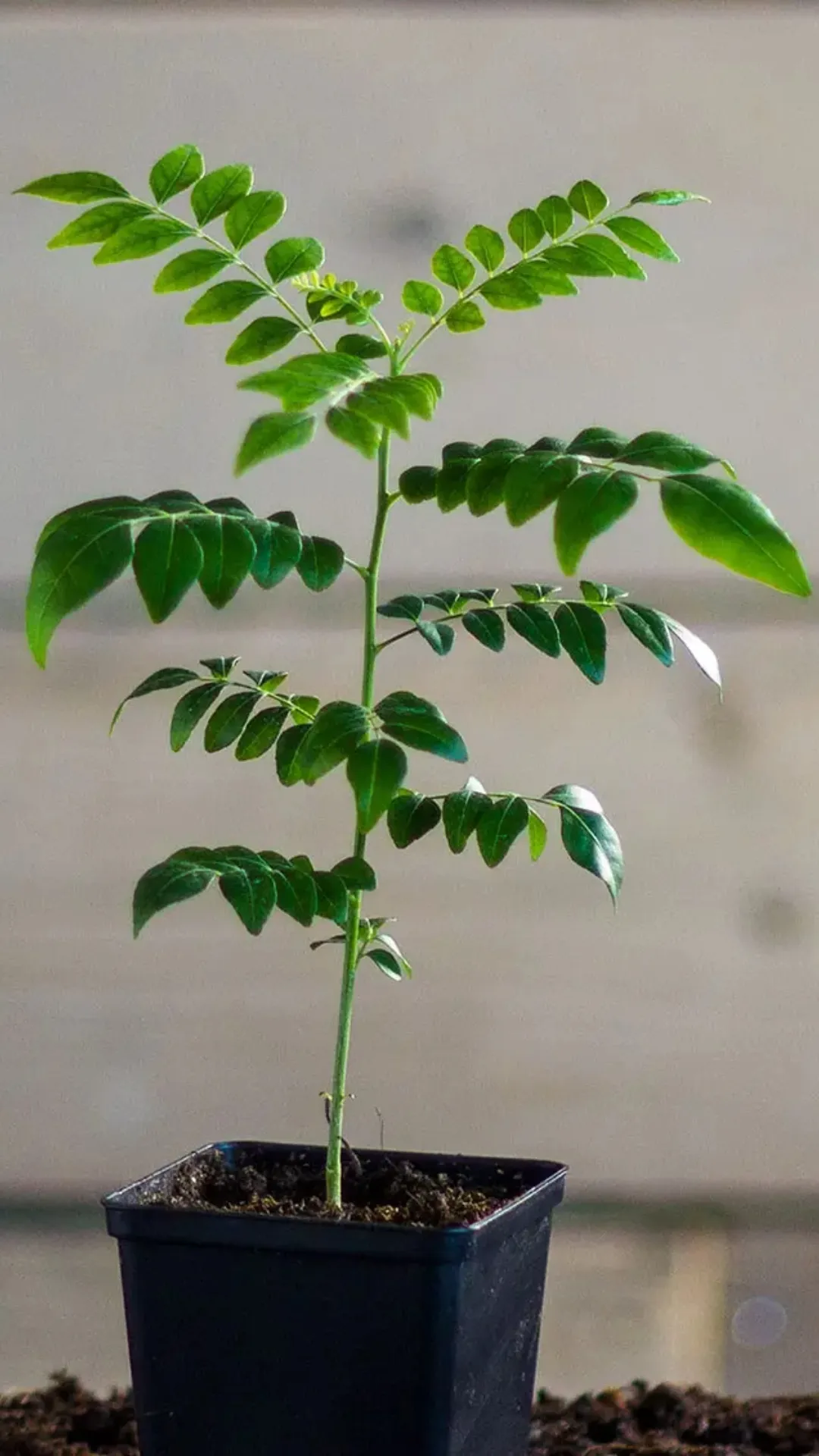 5 tips to make your Curry Leaves plant grow faster