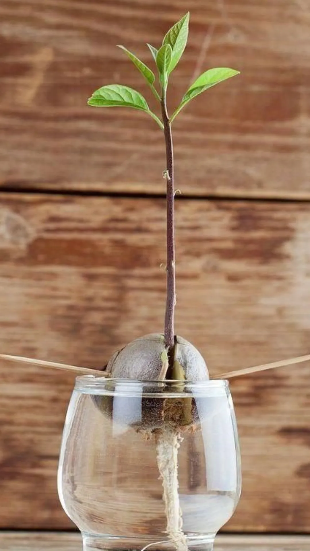 5 easy steps to grow Avocado plant at home