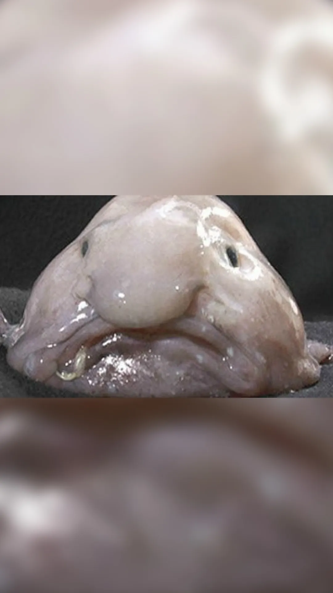 5 ugliest animals; the third one will make you yuck!