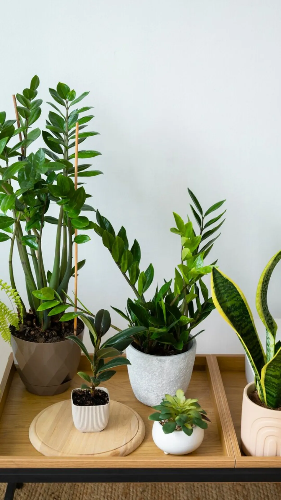 5 indoor plants that will keep you safe from air pollution