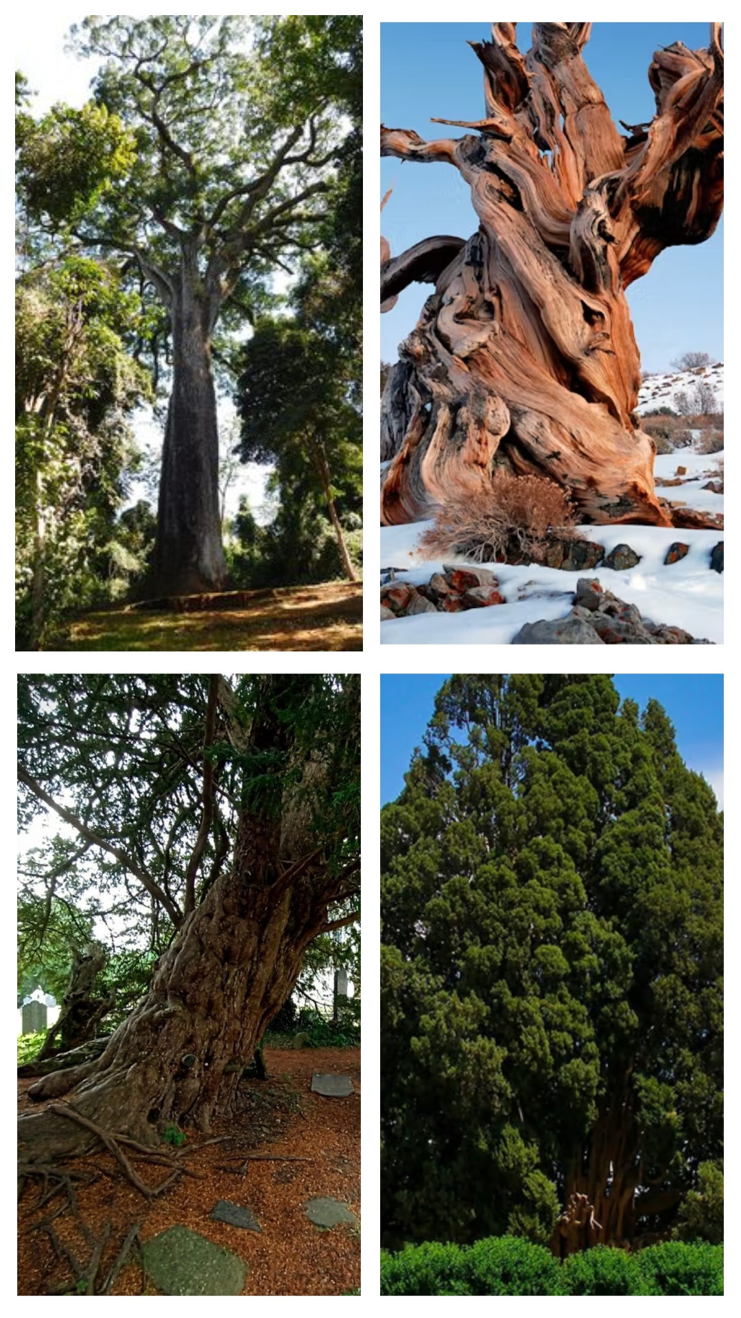 5 oldest living trees in world