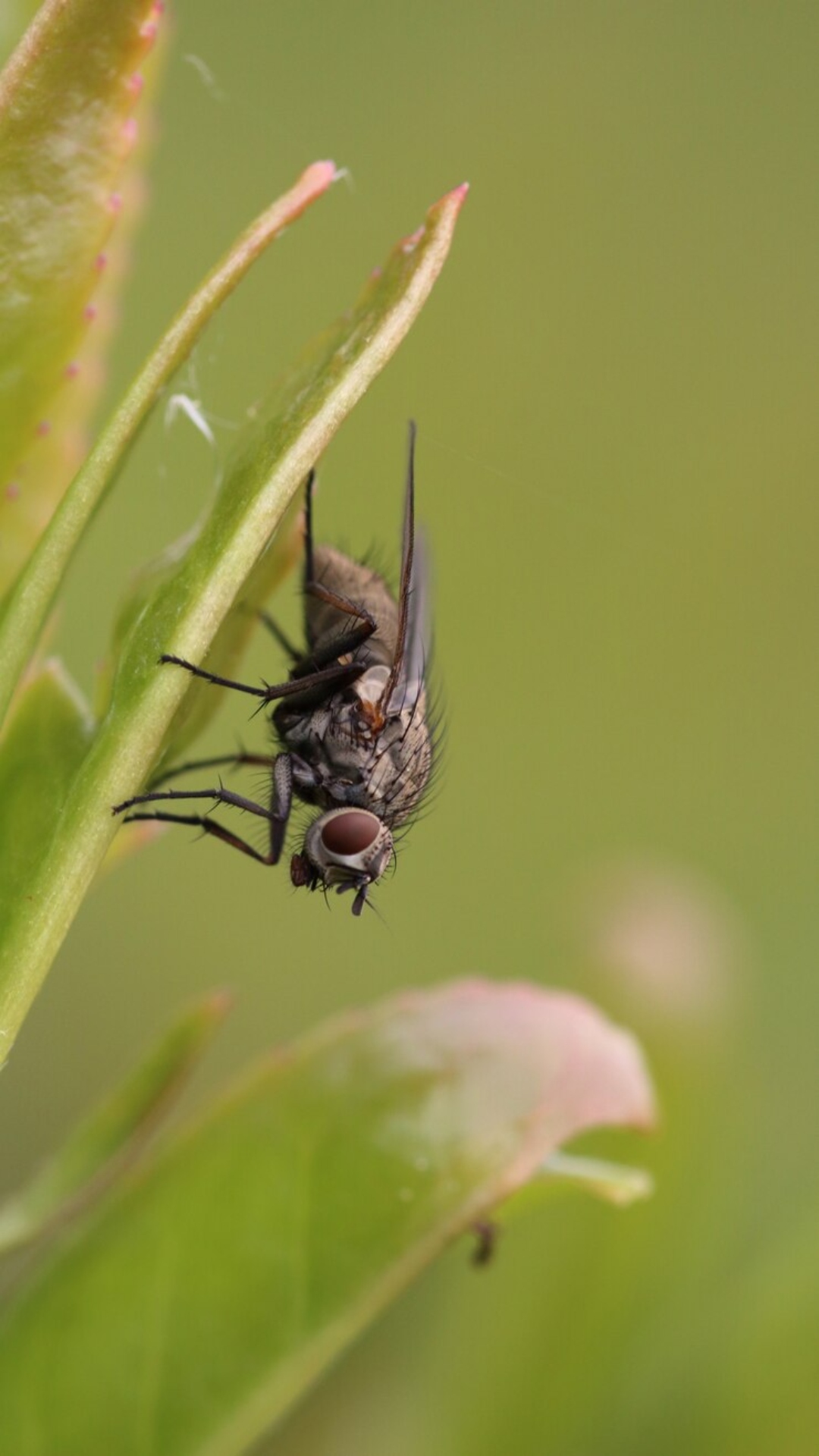 5 best home remedies to naturally repel mosquitoes