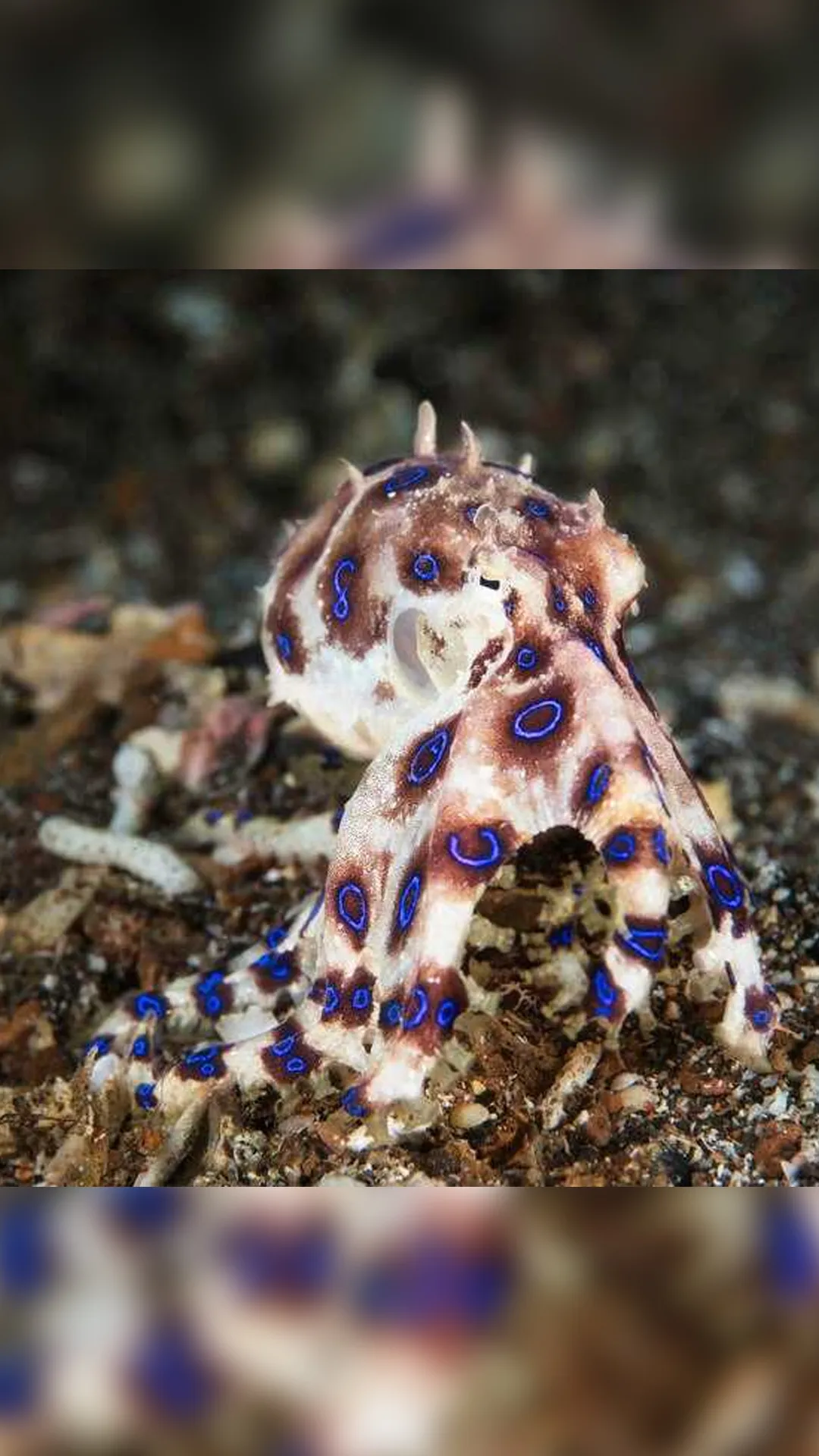 Blue-ringed octopus is one of the most potent venoms in the sea, whose salivary glands produce tetrodotoxin, which rapidly causes paralysis with fatal consequences
