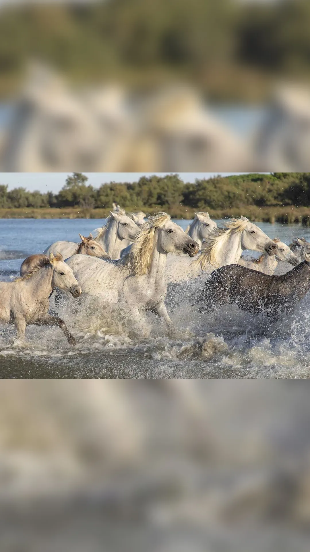 7 animals that are considered to bring good luck in life