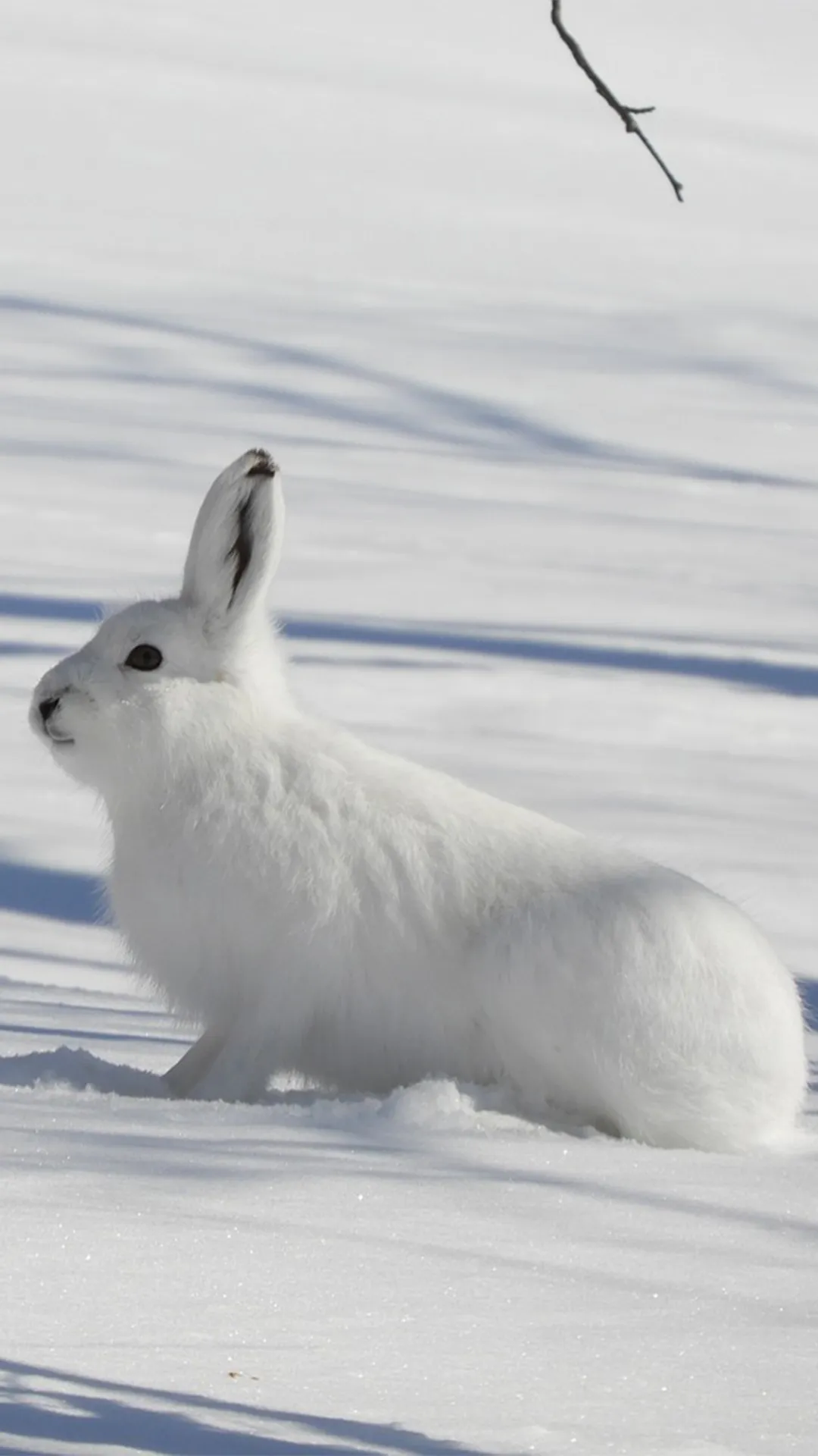 7 animals that can handle extreme cold weather
