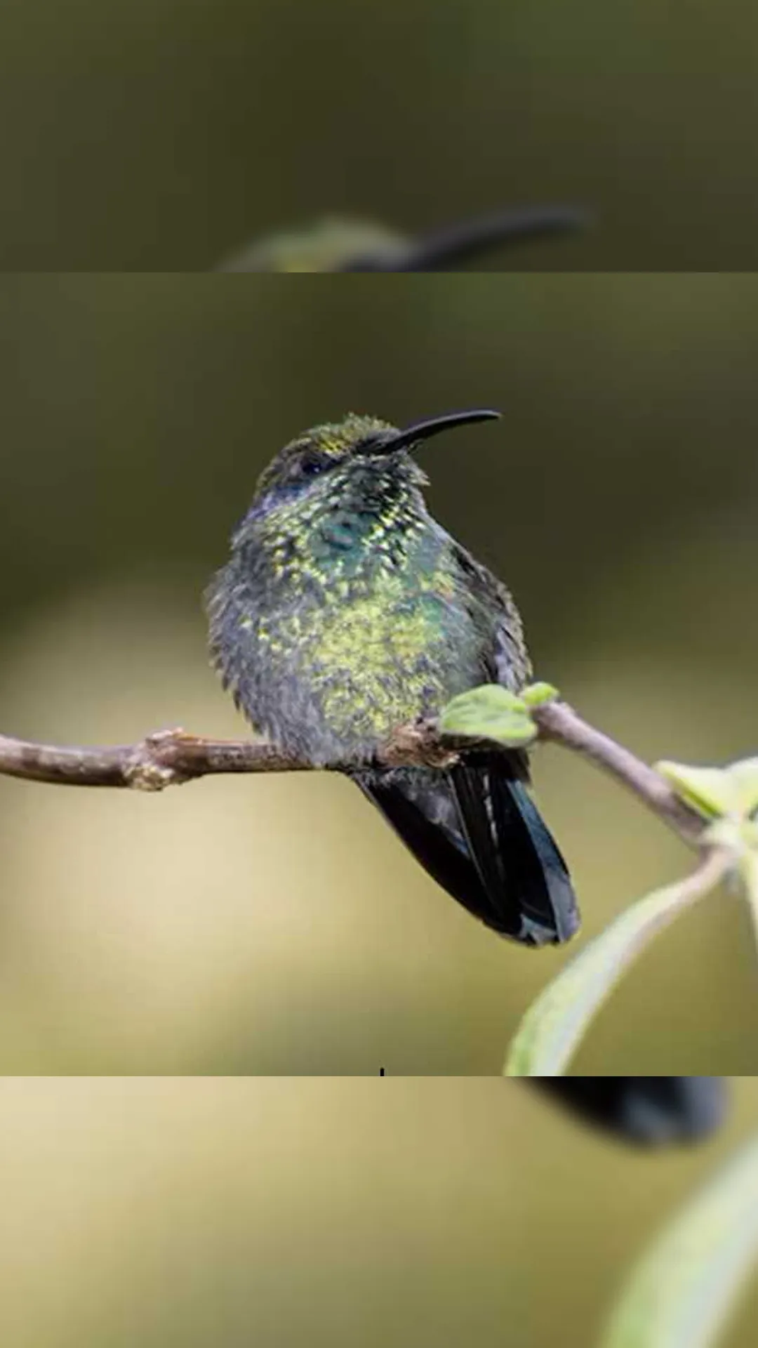 5 animals that call volcanoes their home
