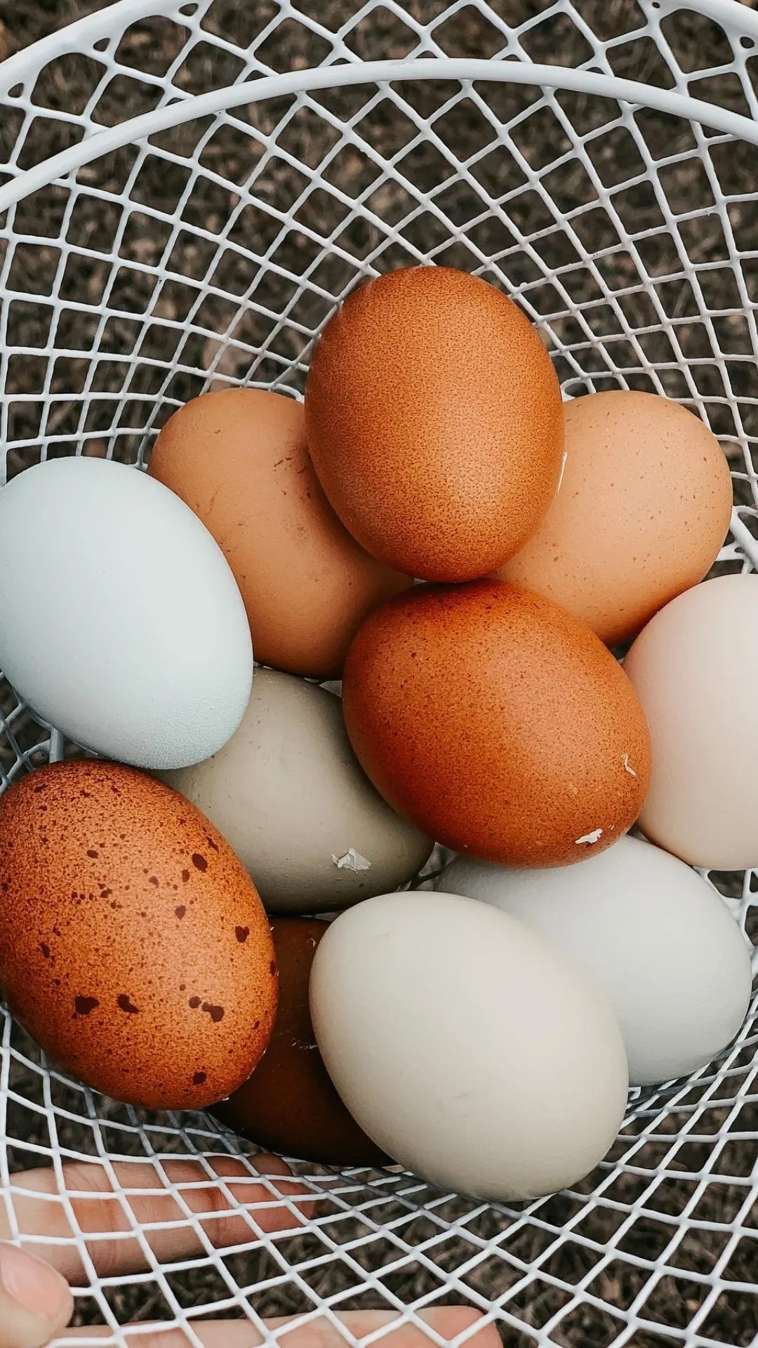 5 healthy ways to consume eggs in winter season