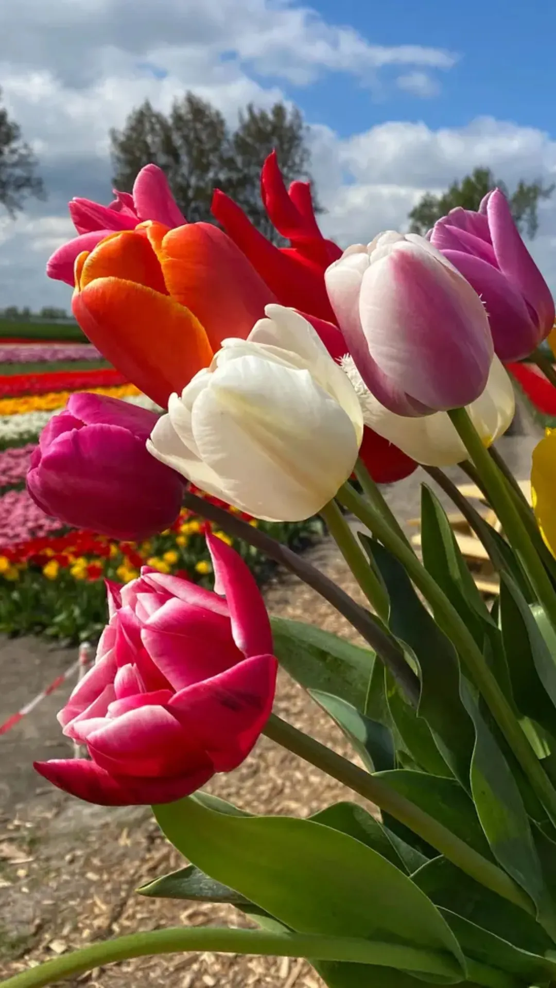 5 easy steps to grow Tulips at home