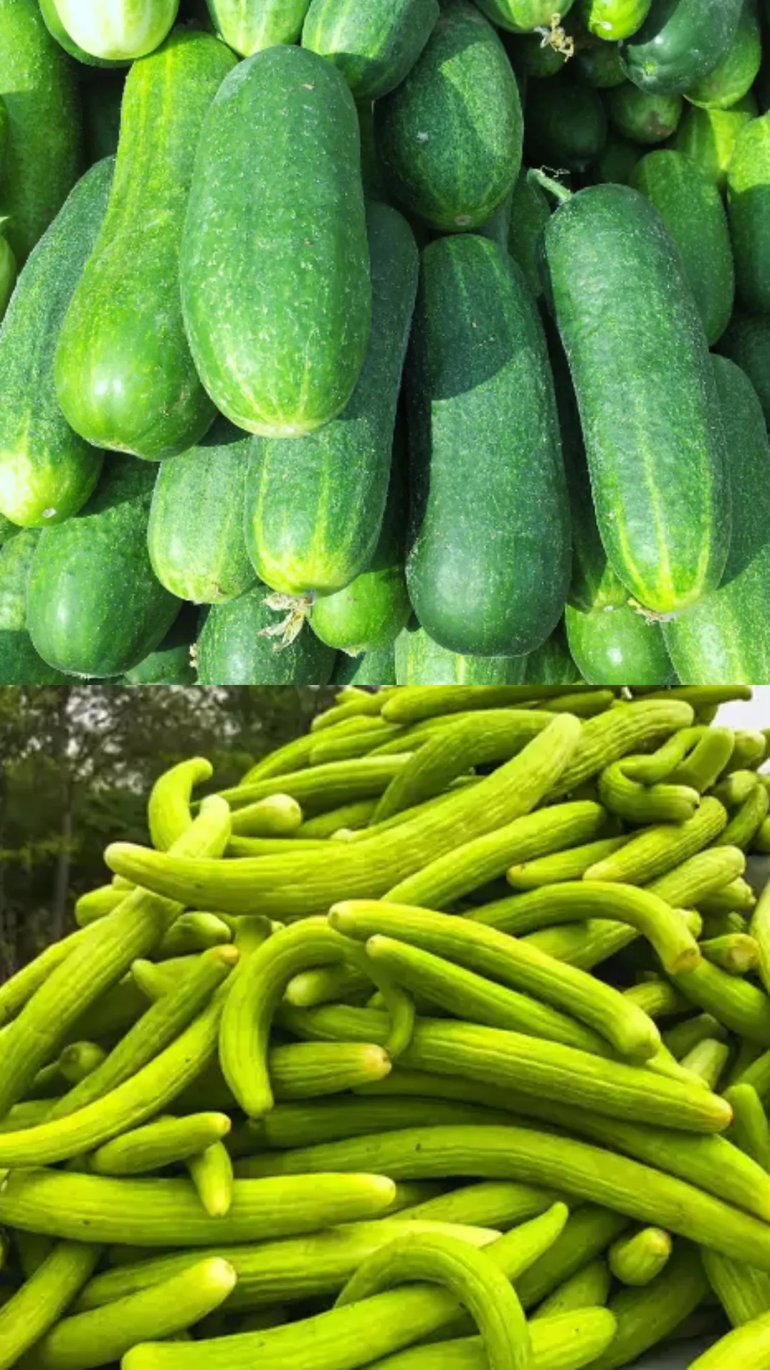 Kheera vs Kakdi: Which is better for summer?