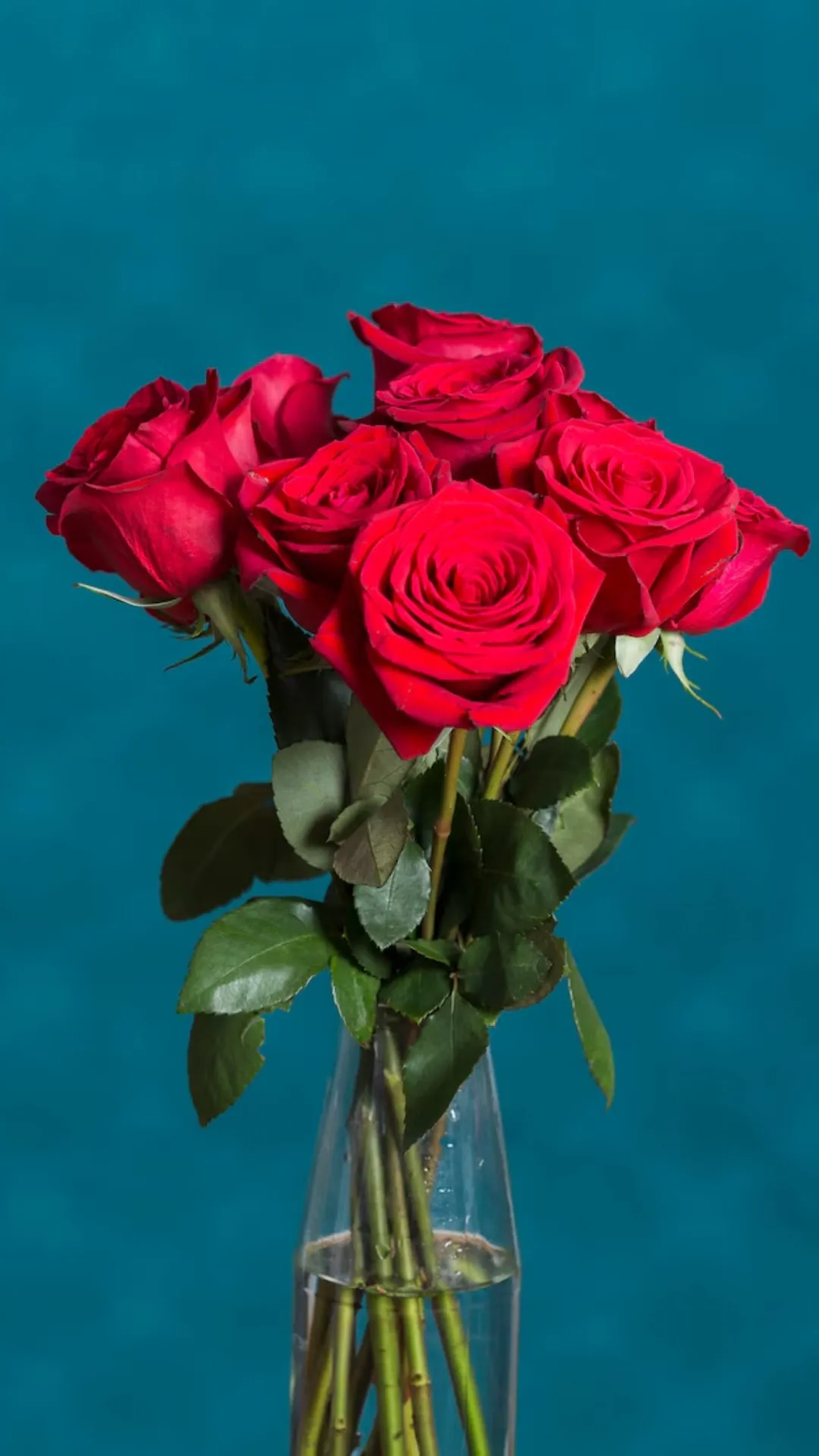 Red to Blue: 5 colours of roses and their meanings 