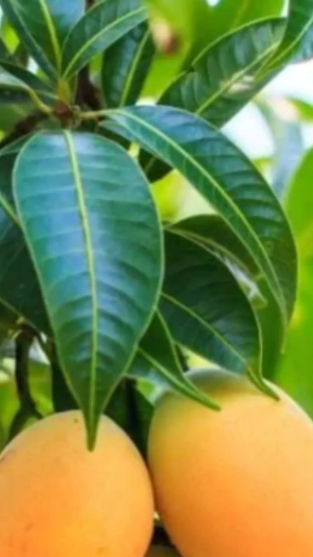5 benefits of eating mango leaves you must know