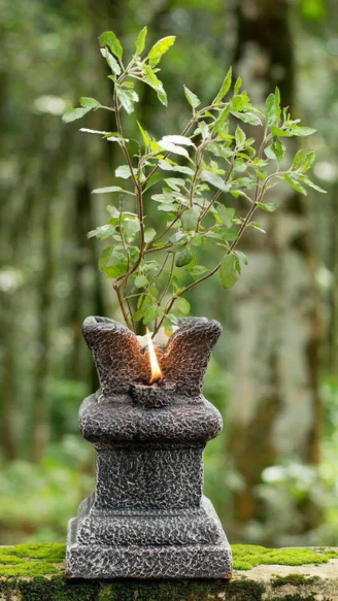 dragon plant Dracaena draco  Dragon Tree | Architectural Feature Plant