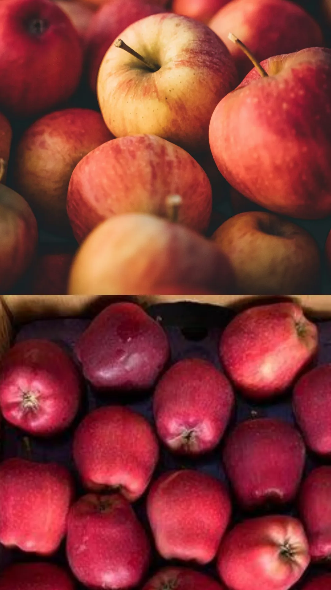 Indian apple vs Turkey apple: What are the key differences?