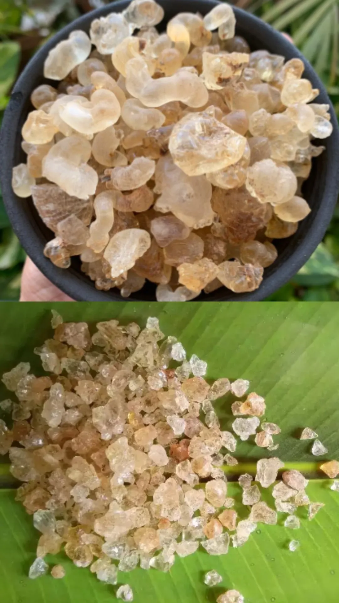 Gond vs Gond Katira: Which is better for summer and why?