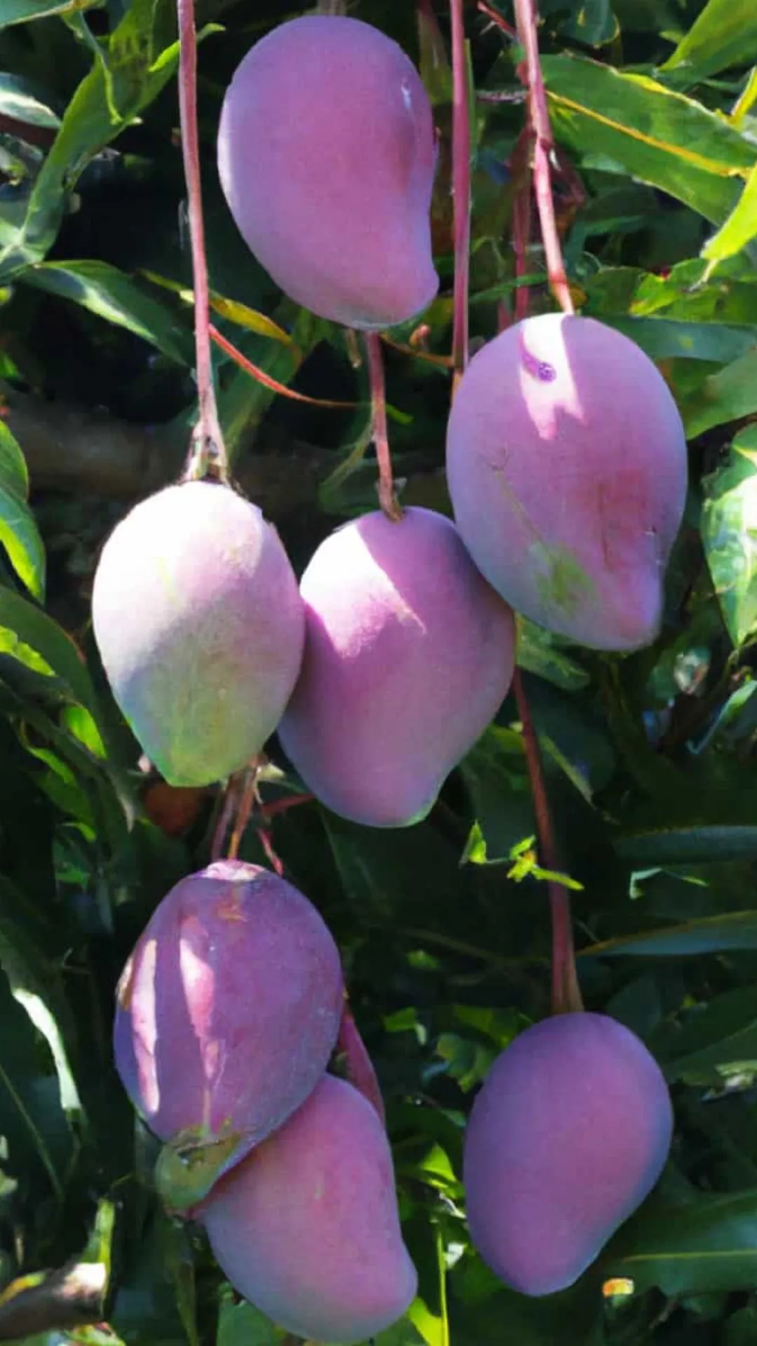 5 health benefits of the Miyazaki mango
